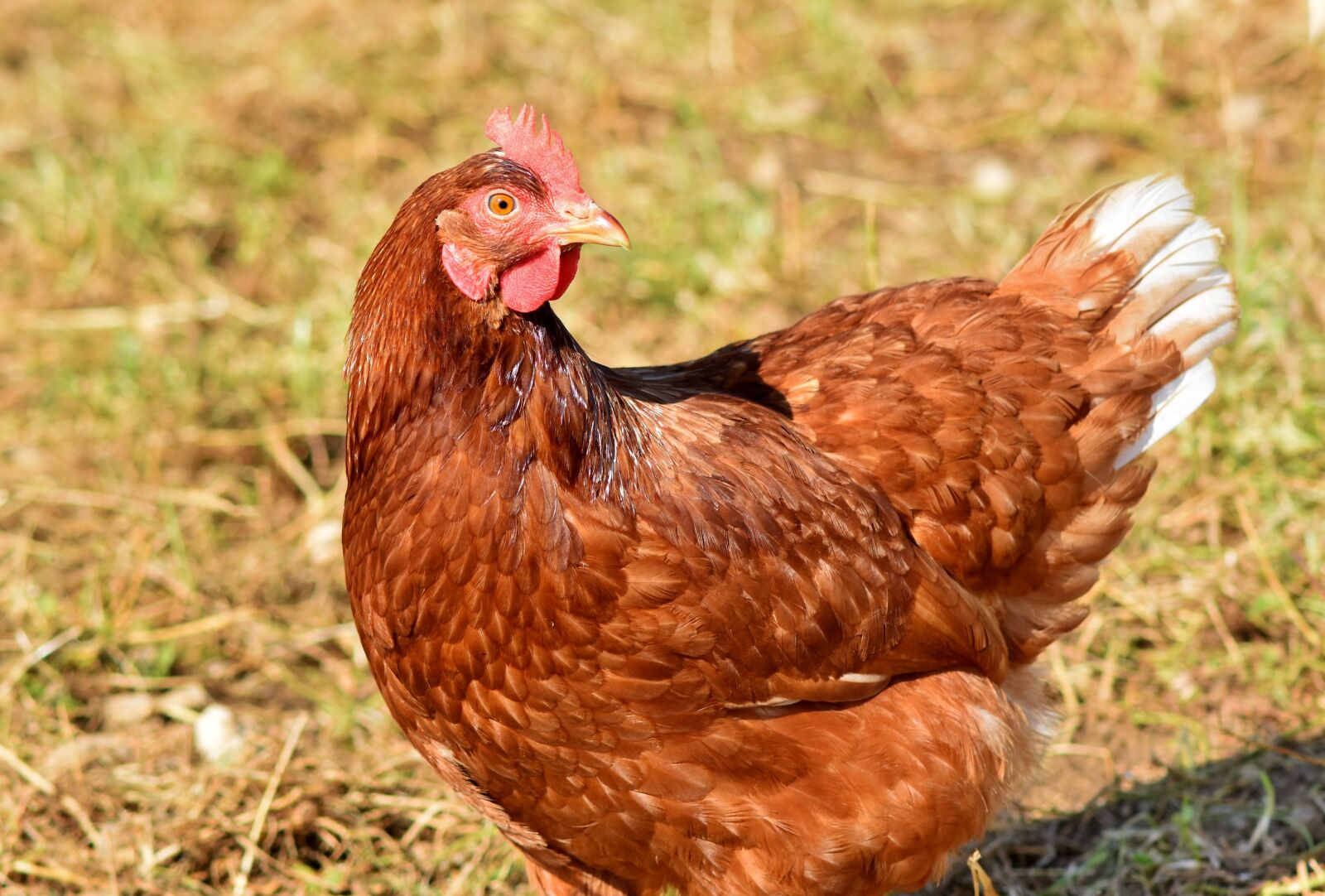 Nikon D7200 sample photo. Chicken, hen, poultry photography