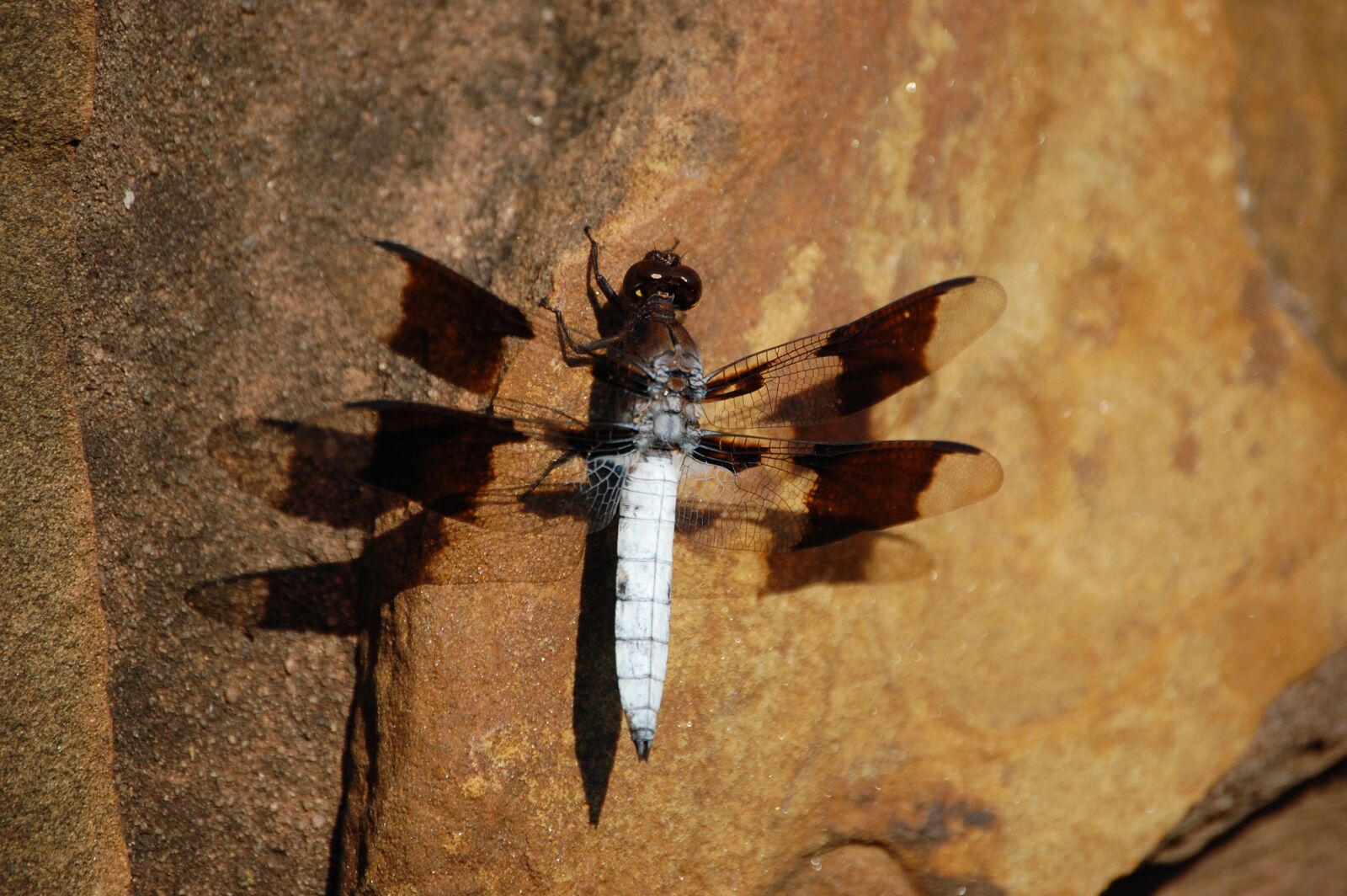 Nikon D40 sample photo. Dragonfly, rock, nature photography