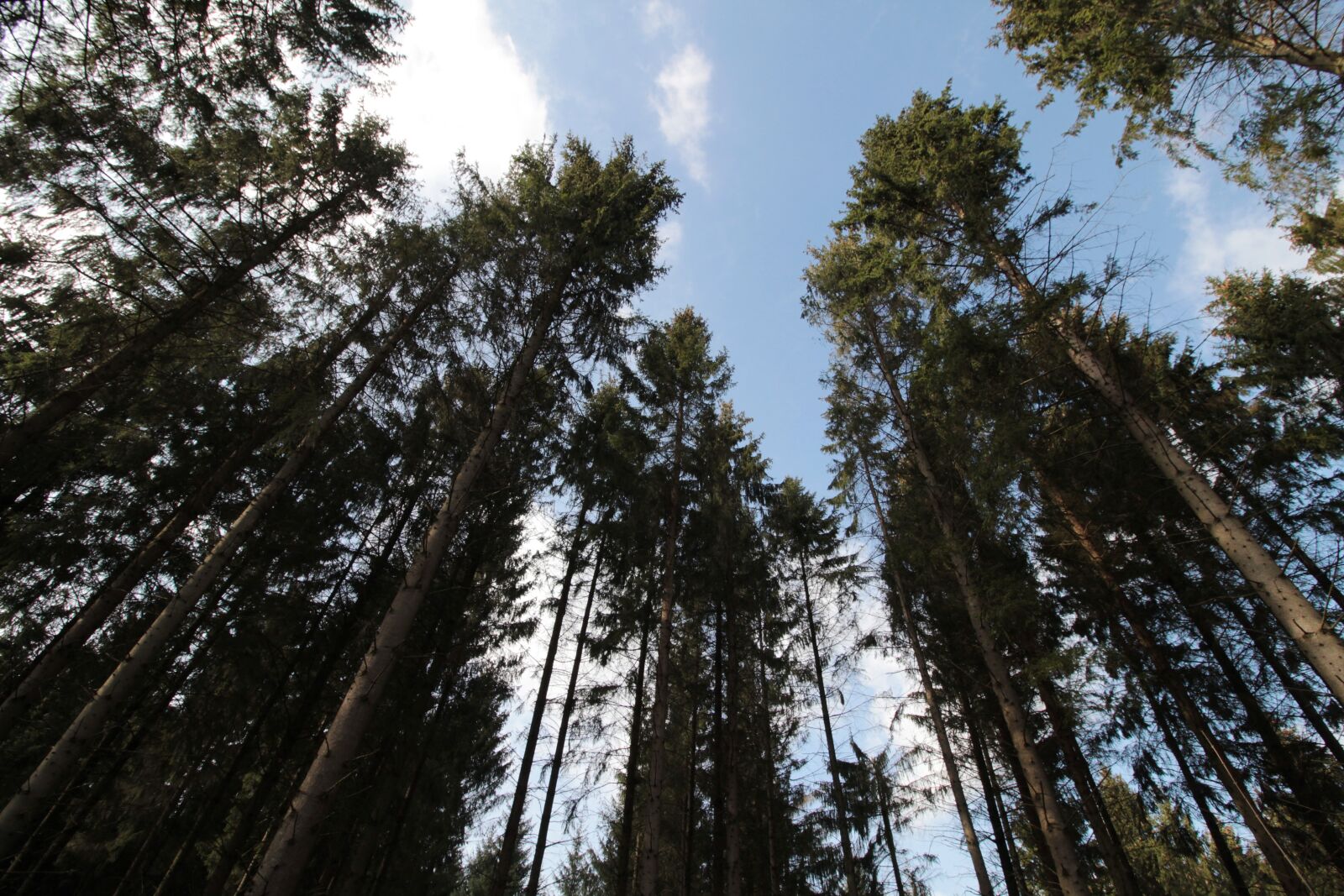 Canon EOS 600D (Rebel EOS T3i / EOS Kiss X5) sample photo. Forest, nature, treetops photography