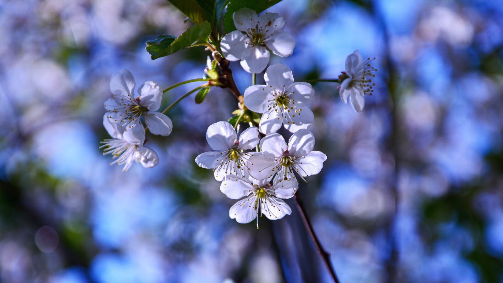Nikon D7100 sample photo. Cherry blossom, fruit flower photography