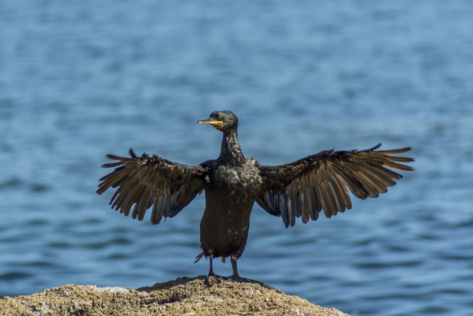 Nikon D7100 sample photo. Archipelago c es, shag photography