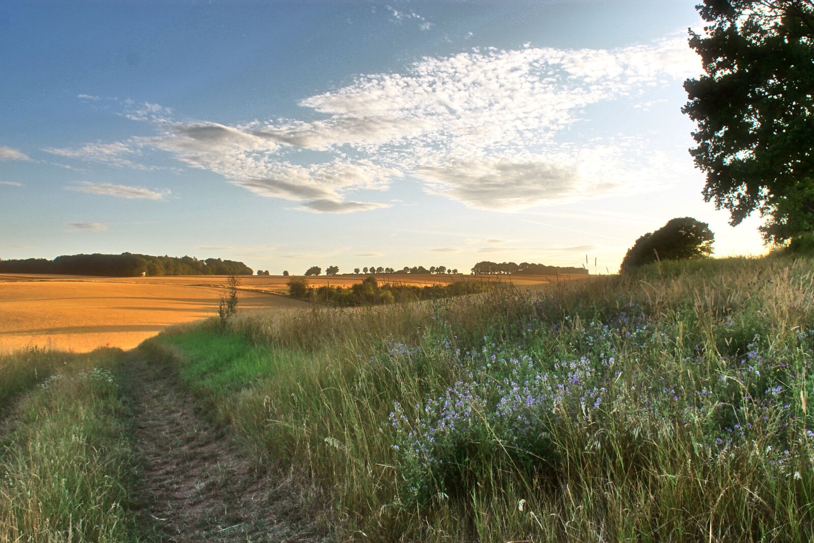 Canon EOS 1100D (EOS Rebel T3 / EOS Kiss X50) sample photo. Summer, landscape, cereal fields photography