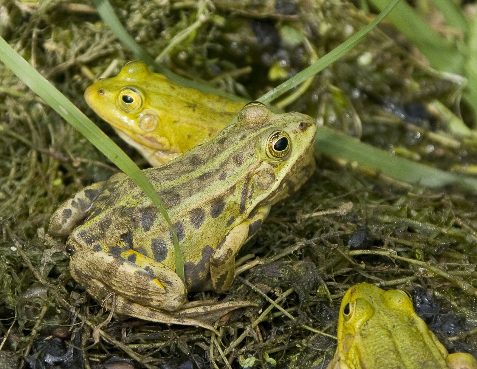 Canon EOS 5D Mark II sample photo. Frogs, green frog, fauna photography