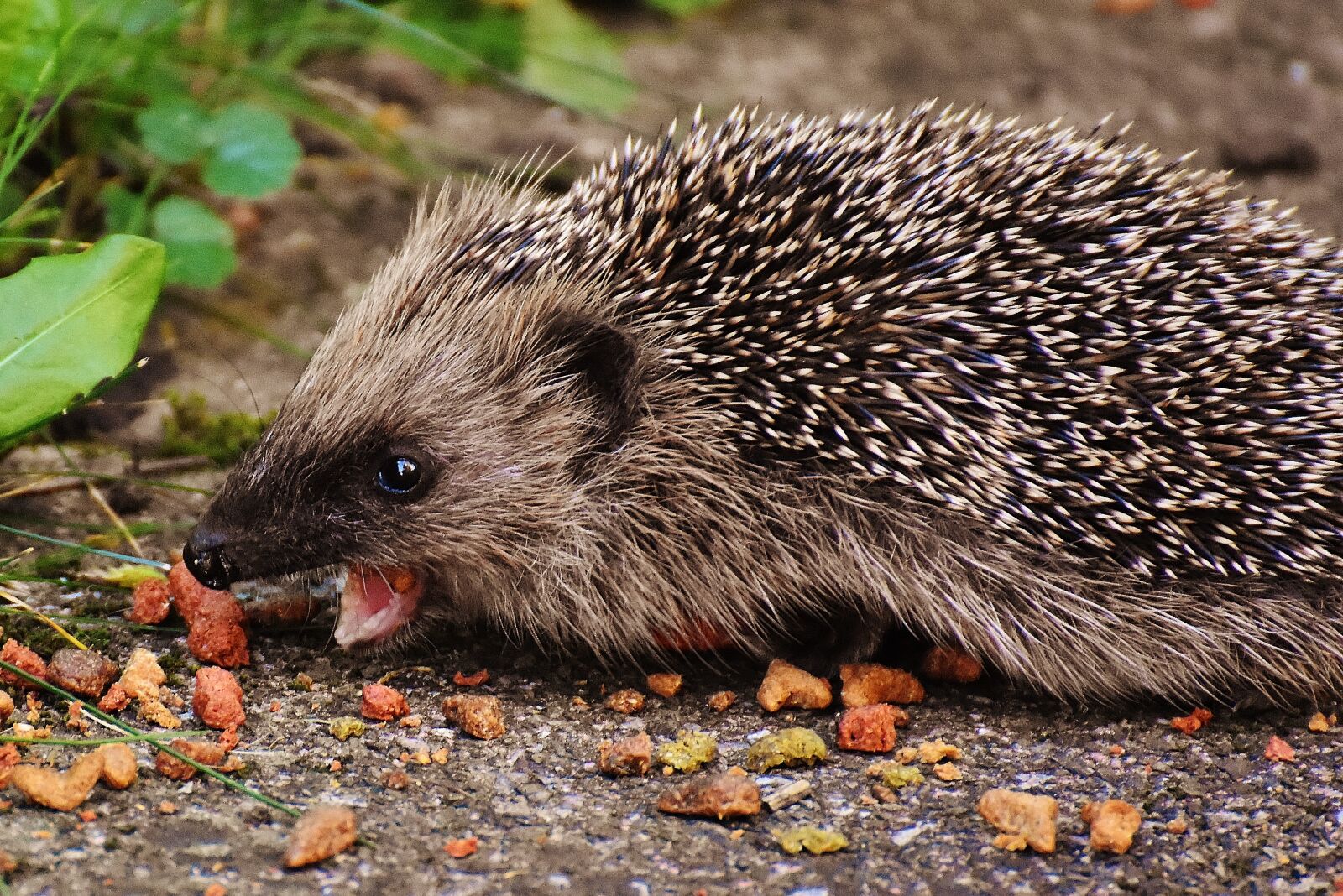 Nikon D7200 sample photo. Hedgehog child, young hedgehog photography