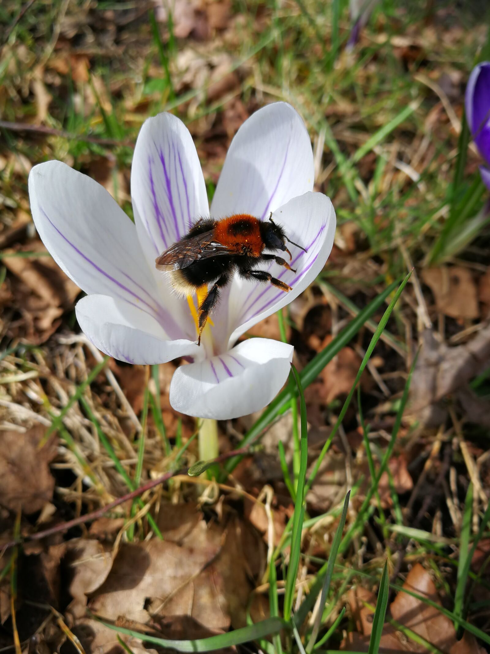 HUAWEI P10 sample photo. Bee, flower, spring photography