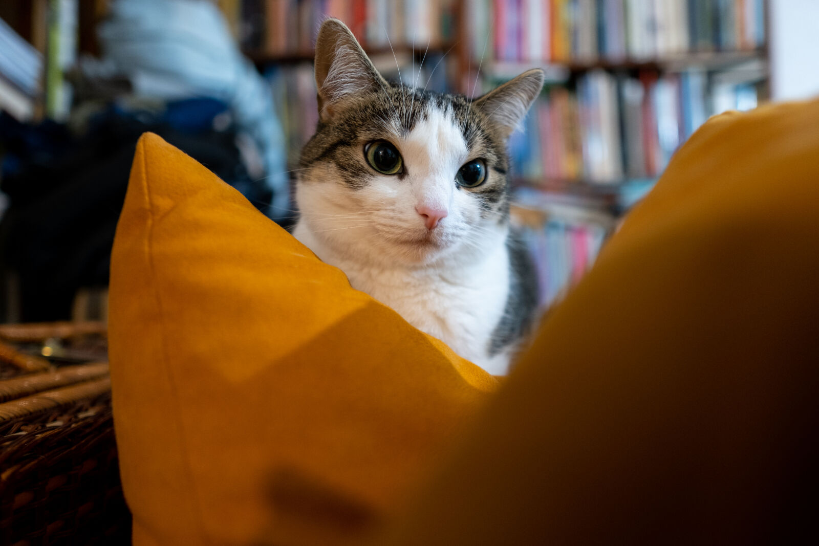 Sigma 16mm F1.4 DC DN | C sample photo. Cat of the pillow photography