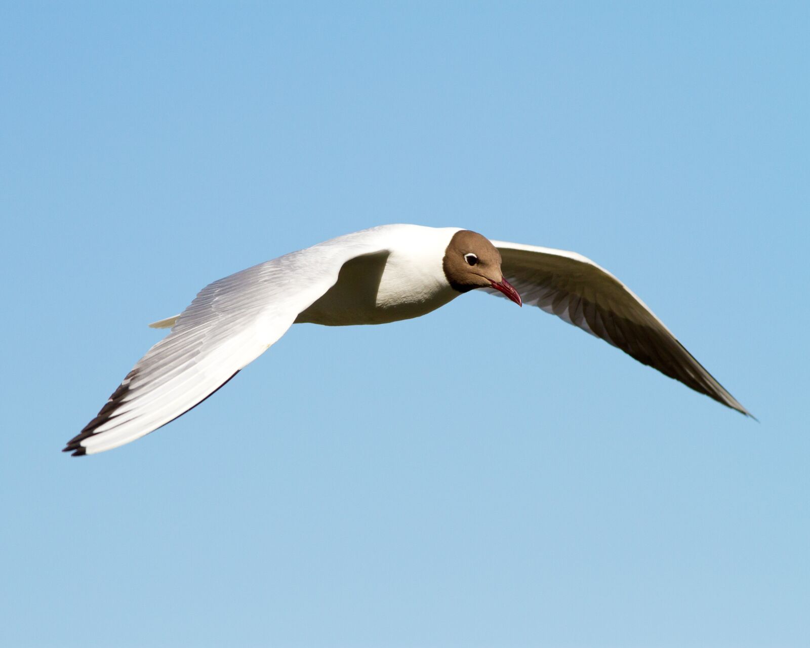 Canon EF 300mm F4L IS USM sample photo. Laughing gull, fly, summer photography