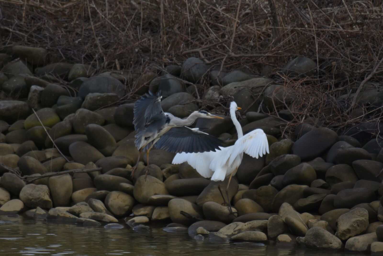 Nikon D7200 sample photo. Animal, river, waterside photography