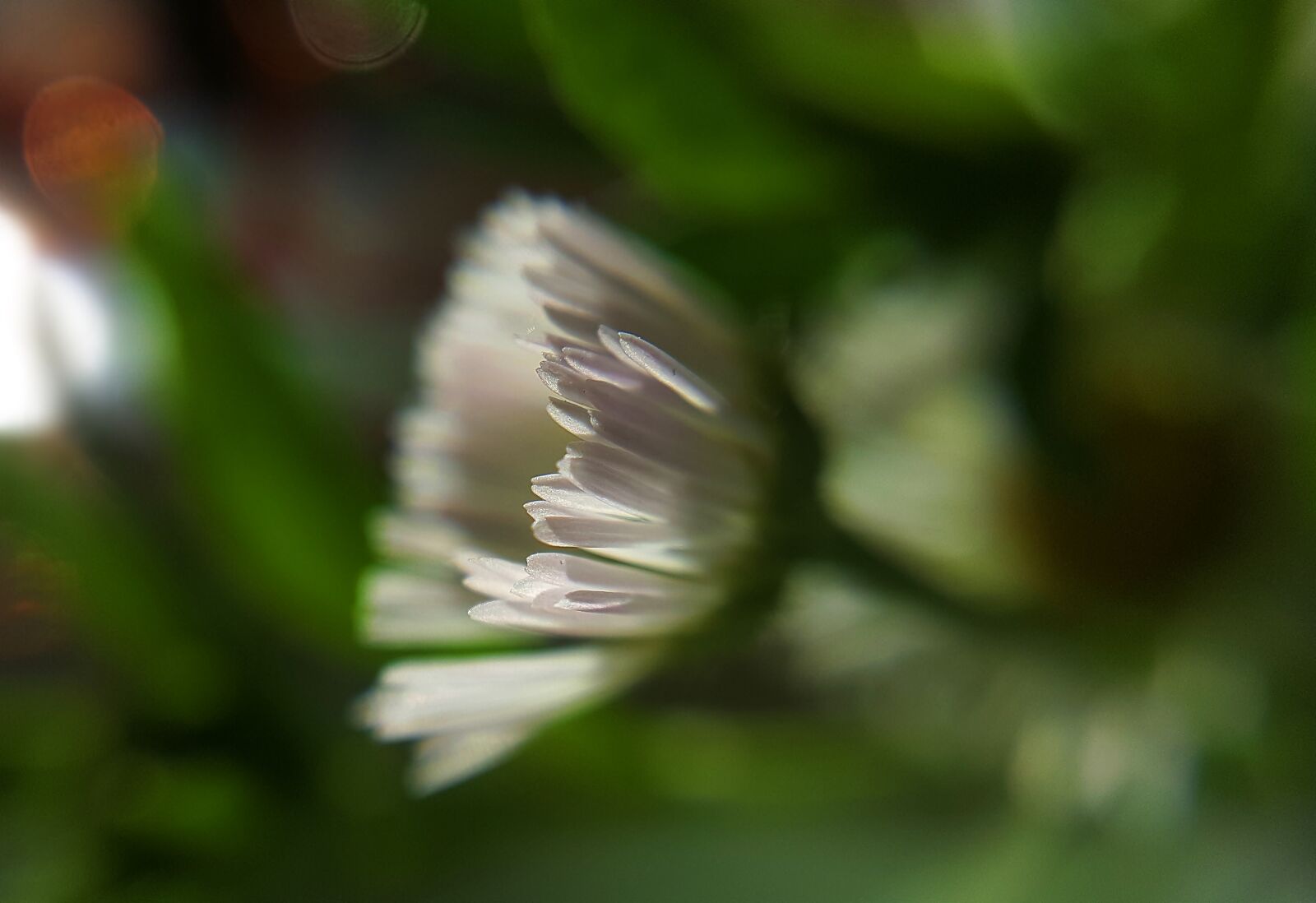Samsung Galaxy S6 sample photo. White flower, macro, the photography