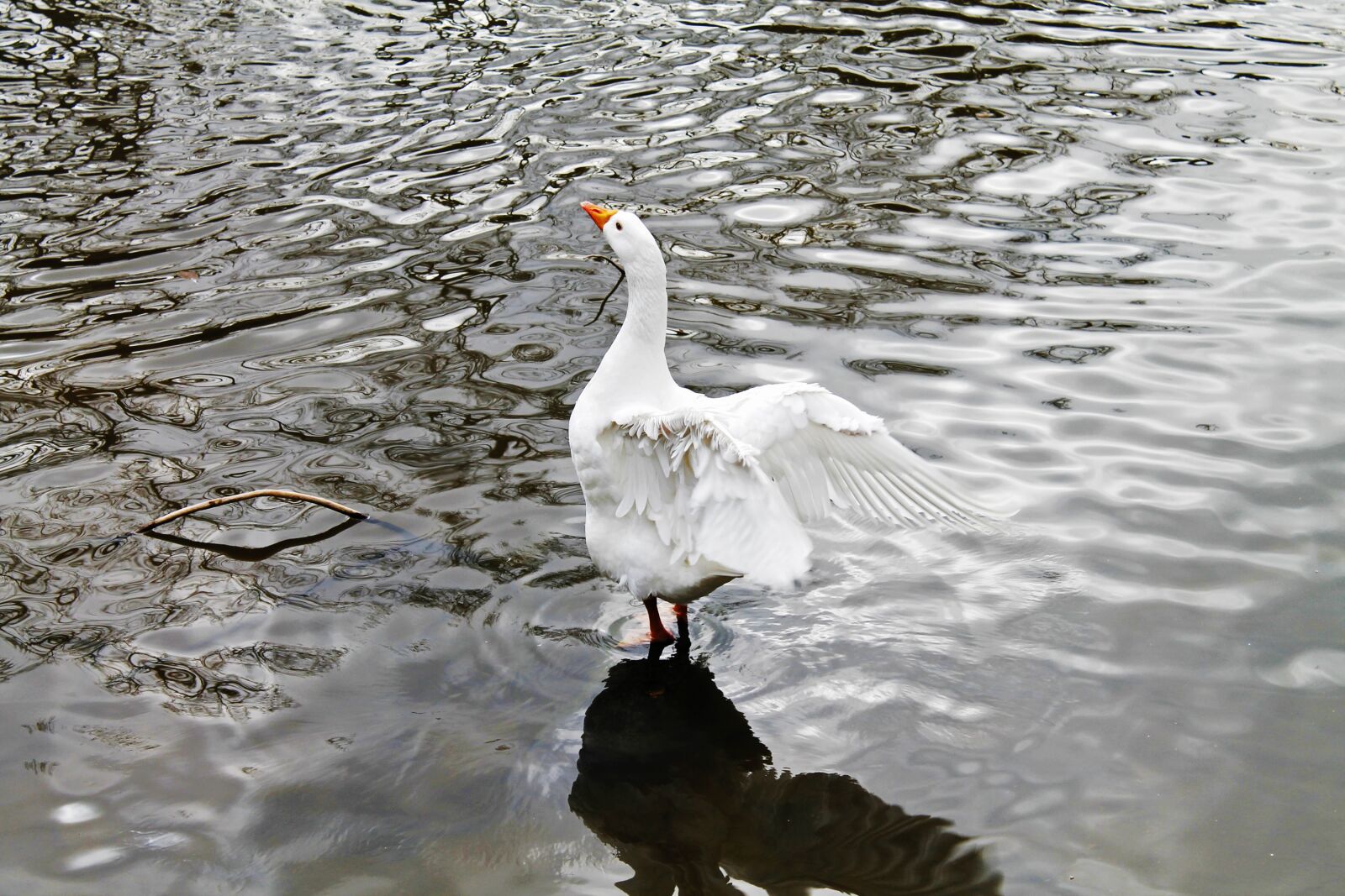 Canon EOS 1100D (EOS Rebel T3 / EOS Kiss X50) sample photo. Swan, bird, animal photography