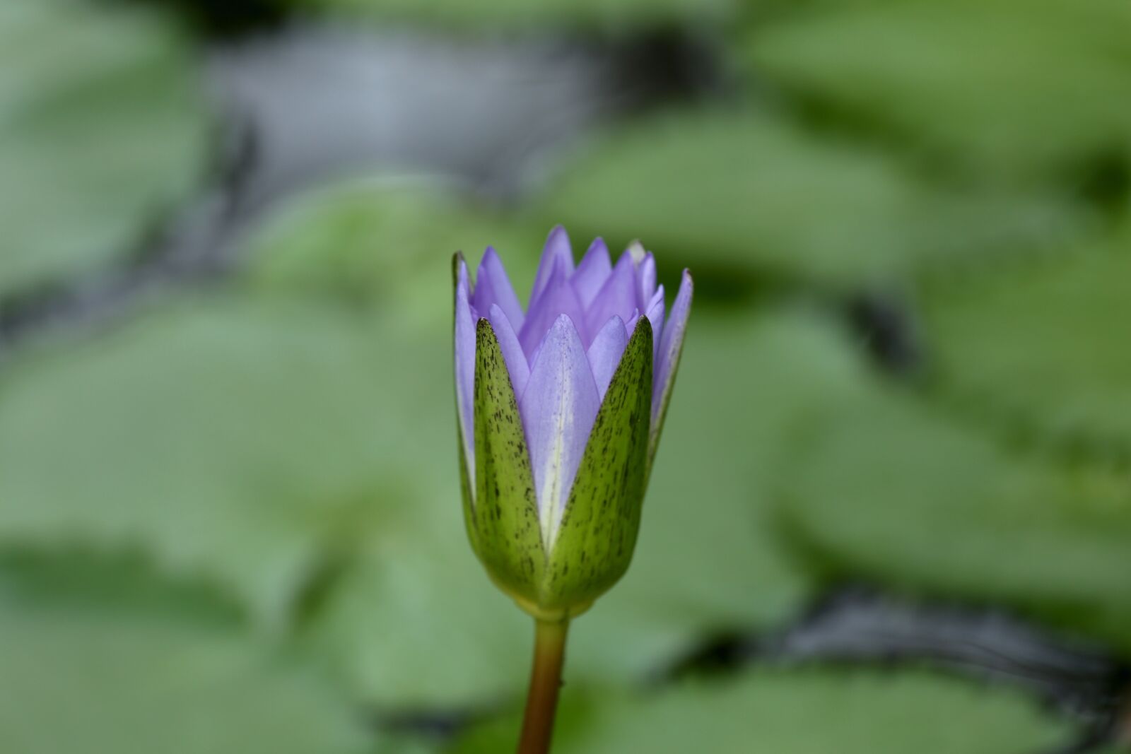 Canon EF 70-200mm F4L IS USM sample photo. Water plant, water lily photography