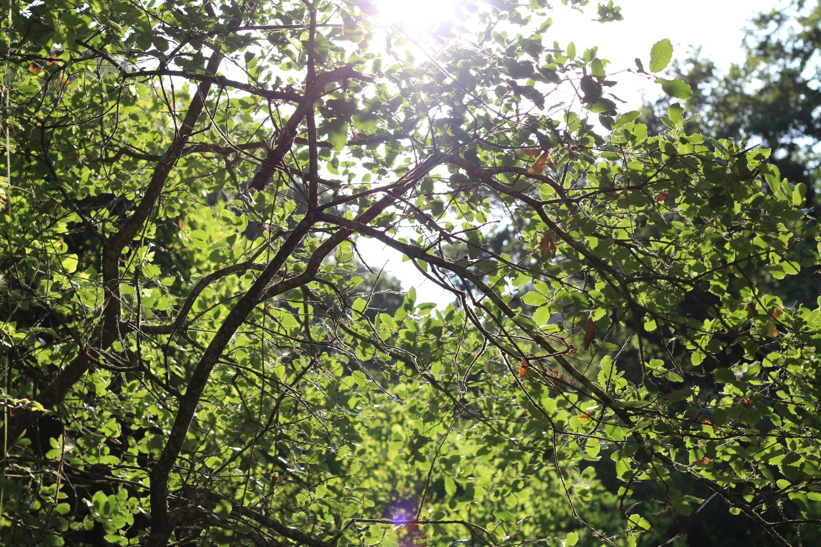 Canon EOS 1200D (EOS Rebel T5 / EOS Kiss X70 / EOS Hi) + Canon EF 50mm F1.8 STM sample photo. Tree, nature, leaf photography