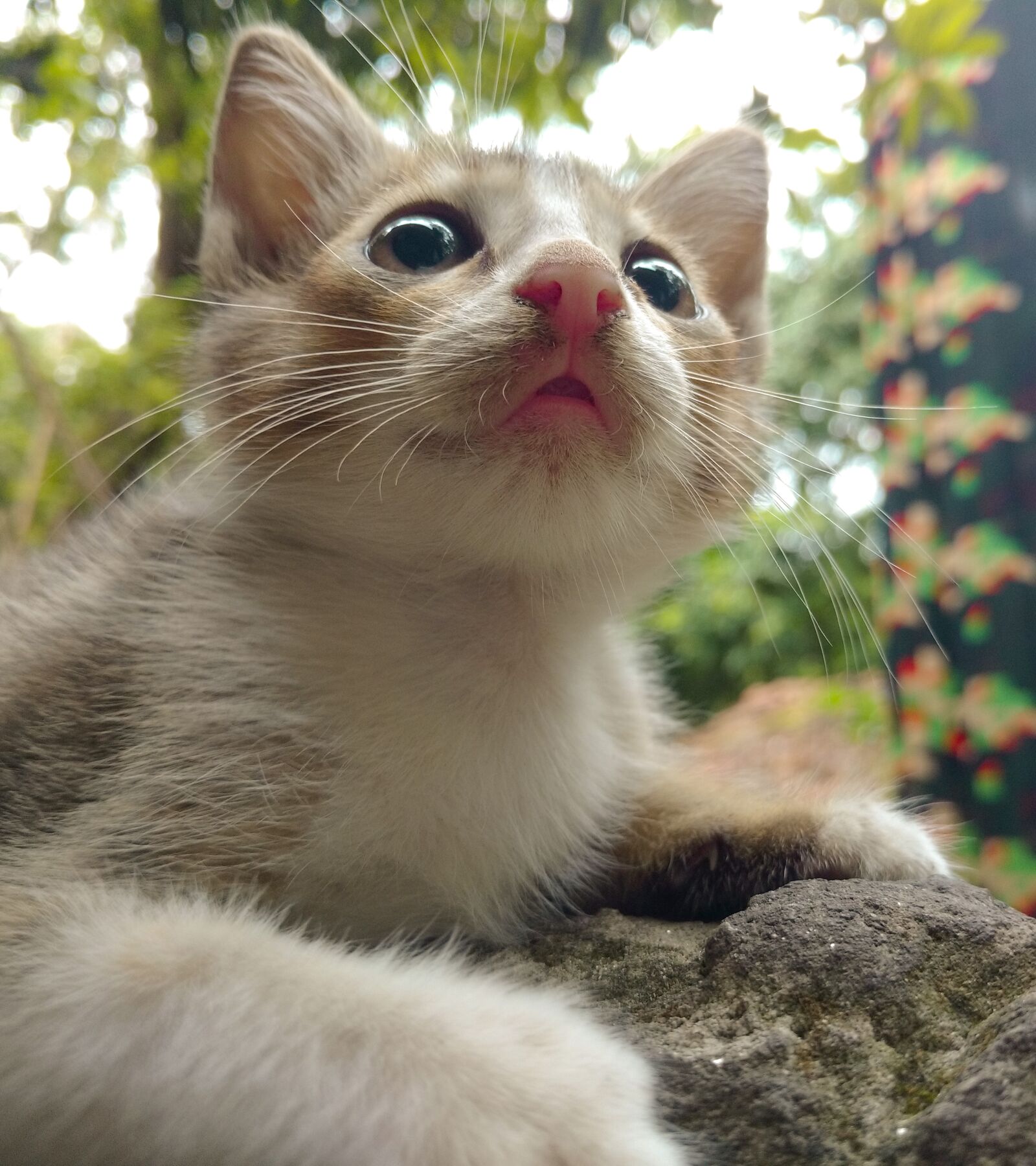 Motorola Moto X Play sample photo. Cat, cute, animal photography