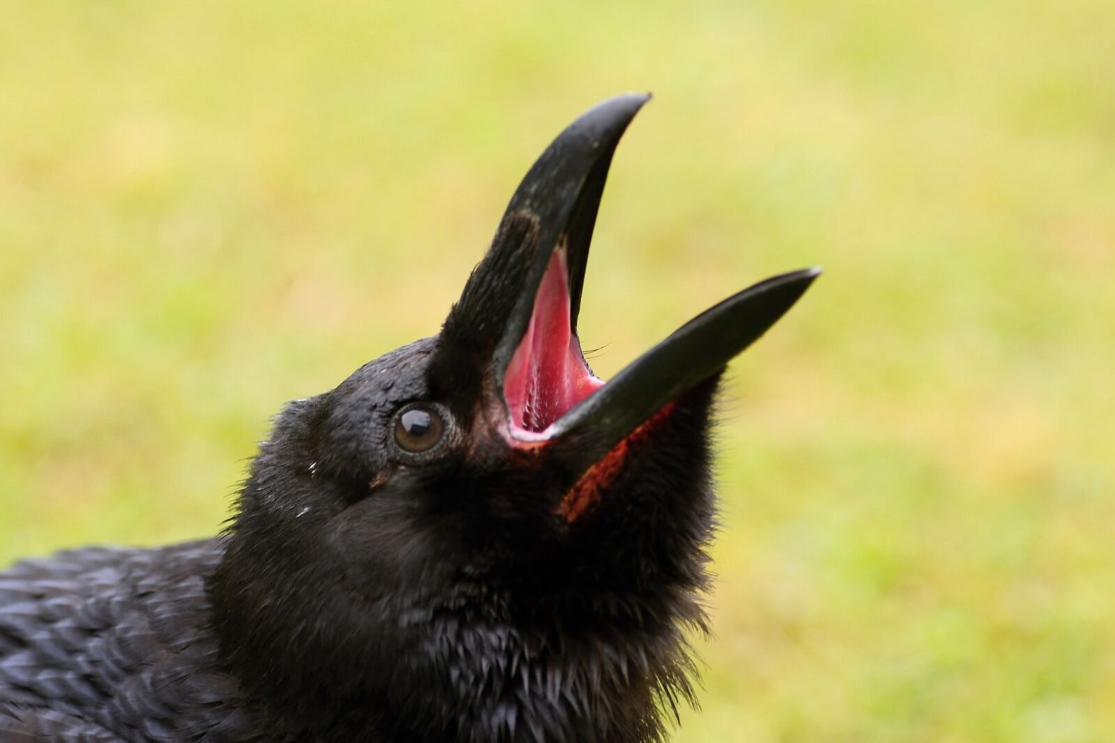 Canon EOS 650D (EOS Rebel T4i / EOS Kiss X6i) sample photo. Ravens, birds, nature photography