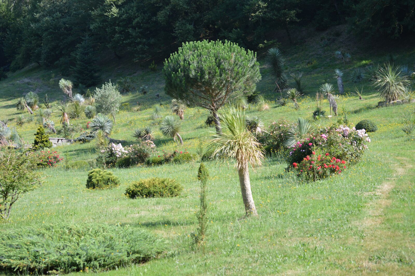 Nikon D3200 sample photo. Plants, landscape, garden photography