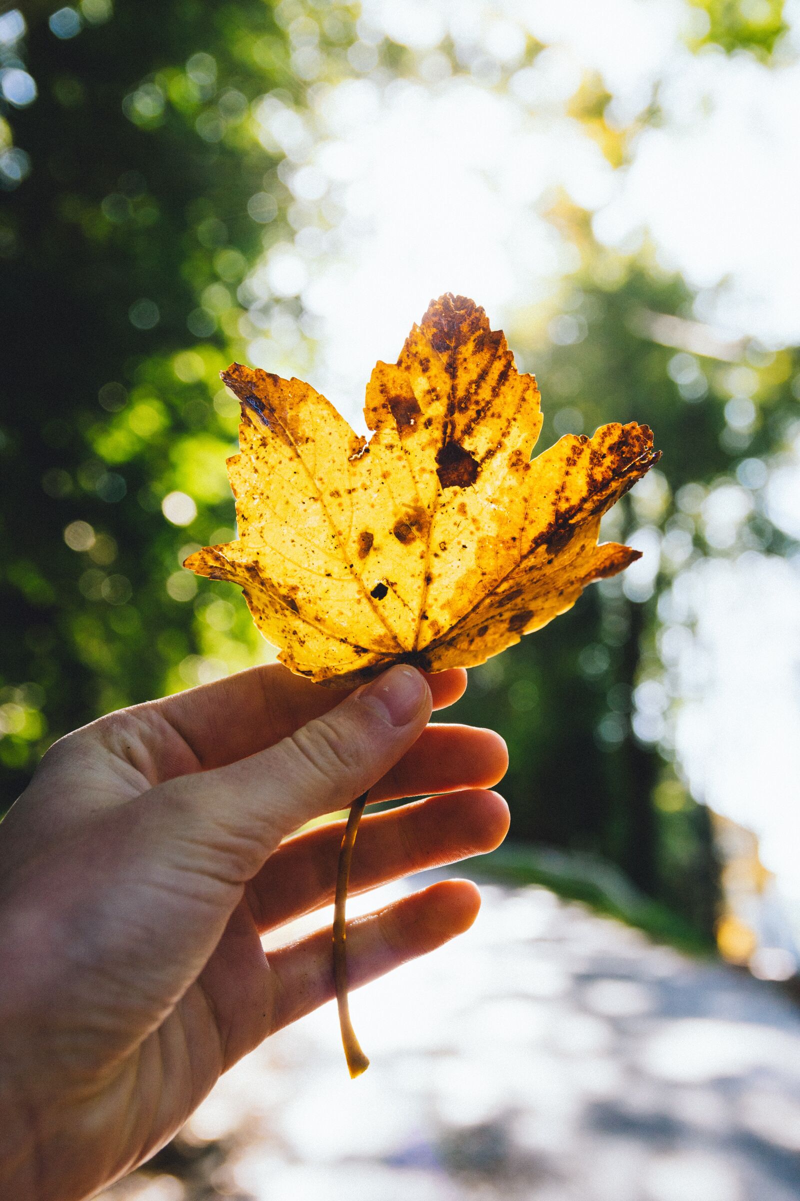 Nikon D3300 sample photo. Leaf, autumn, fall photography