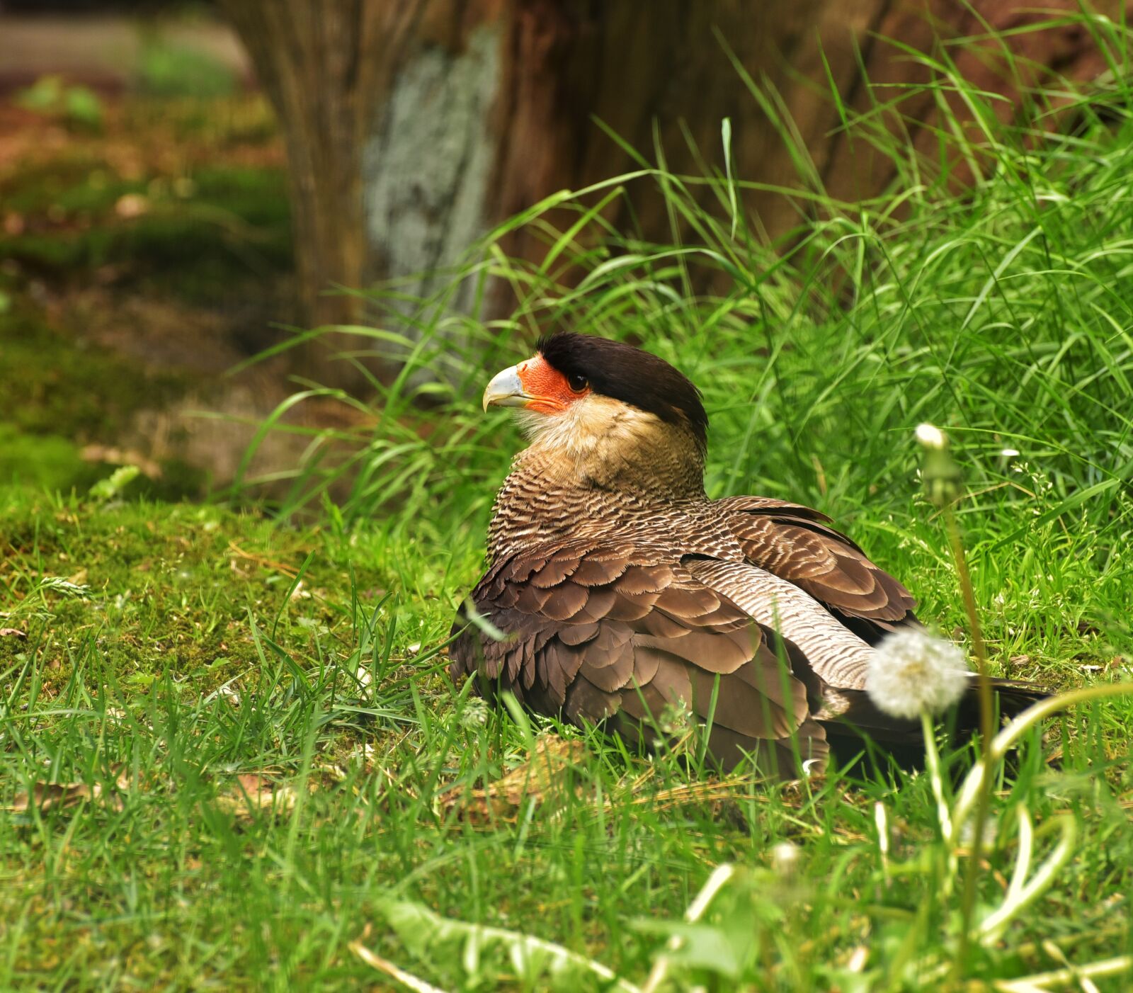 Nikon D750 sample photo. Caracara, bird, bill photography