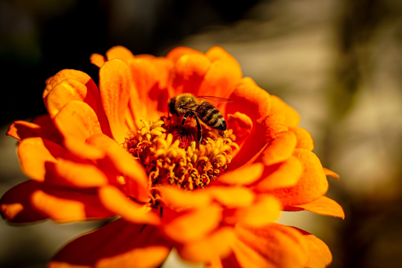 Tamron 28-75mm F2.8 Di III RXD sample photo. Bee, insect, polen photography