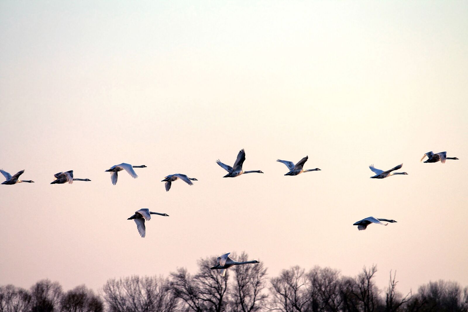 Canon EOS 1100D (EOS Rebel T3 / EOS Kiss X50) sample photo. Swans, swan flight, flying photography