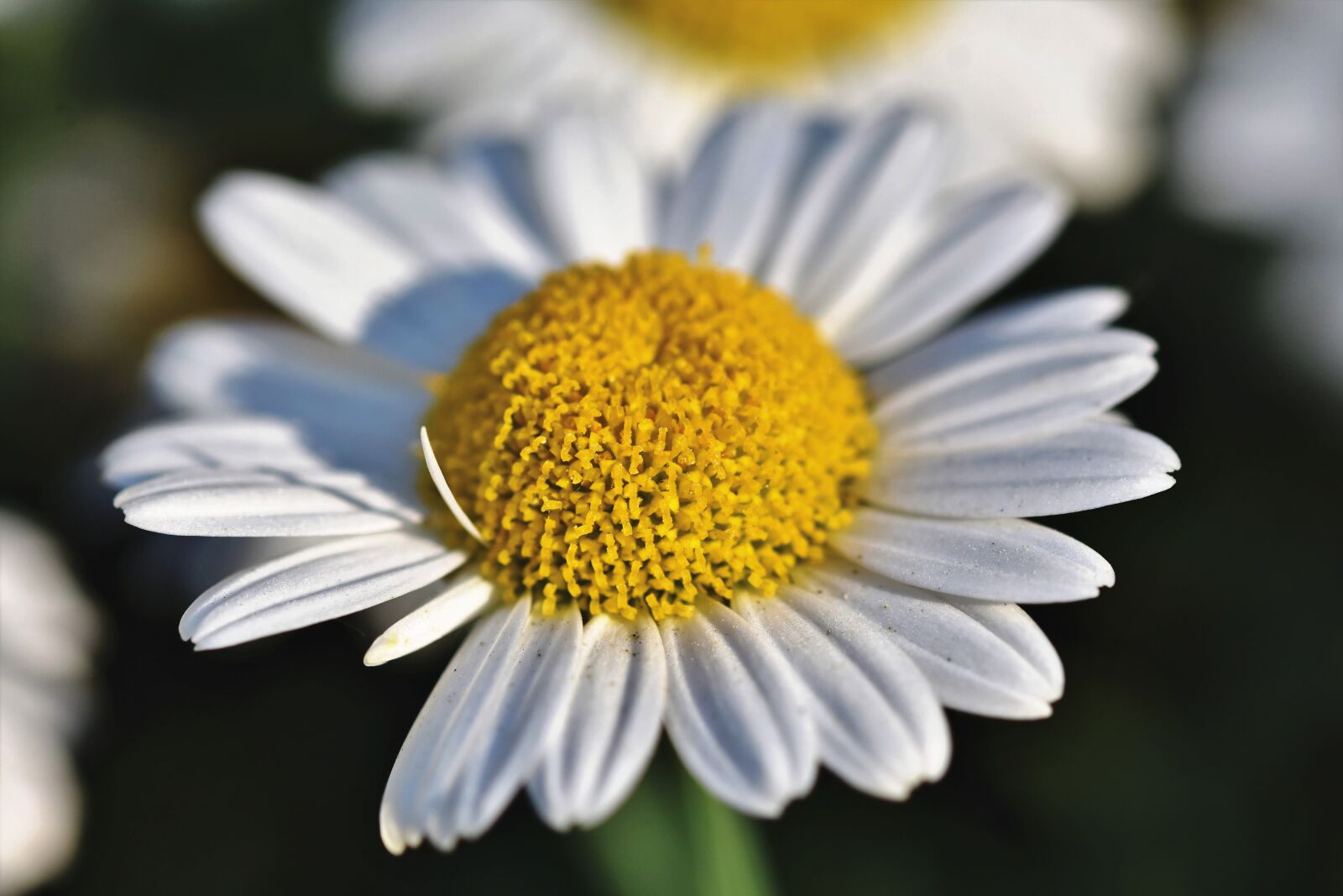 Nikon D7200 sample photo. Margarite, flower, blossom photography