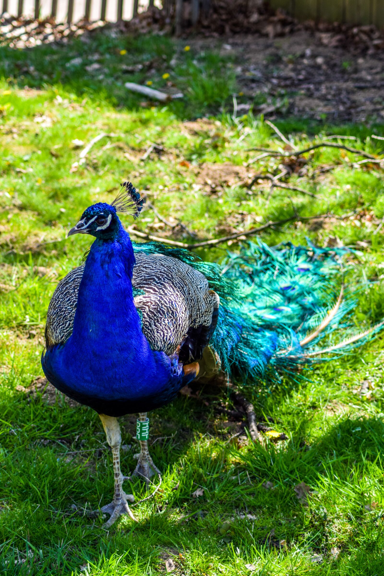 Nikon D5300 sample photo. Zoo, paugres, ardeche photography