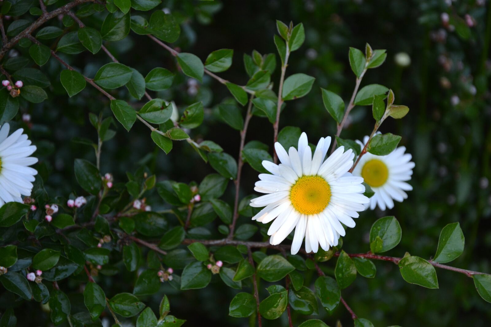 Nikon D5200 sample photo. Flowers, white, chrysanthemum photography