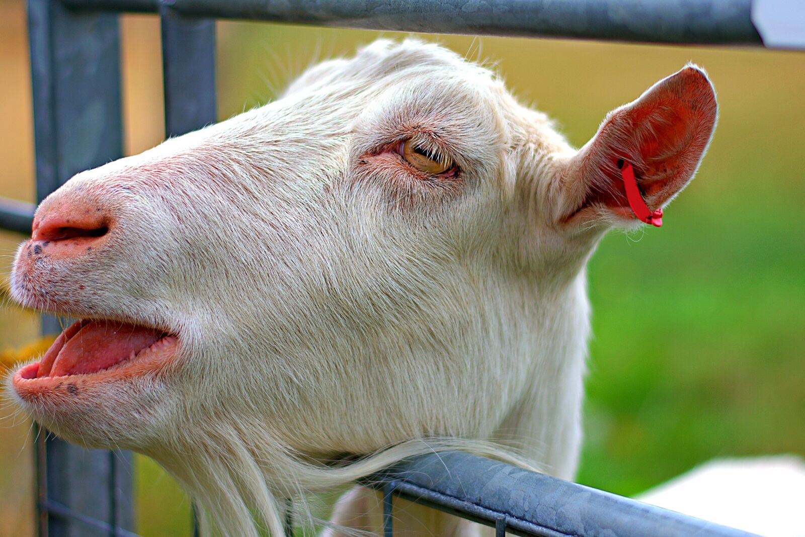 Nikon D3400 sample photo. Goat, kid, nanny goat photography