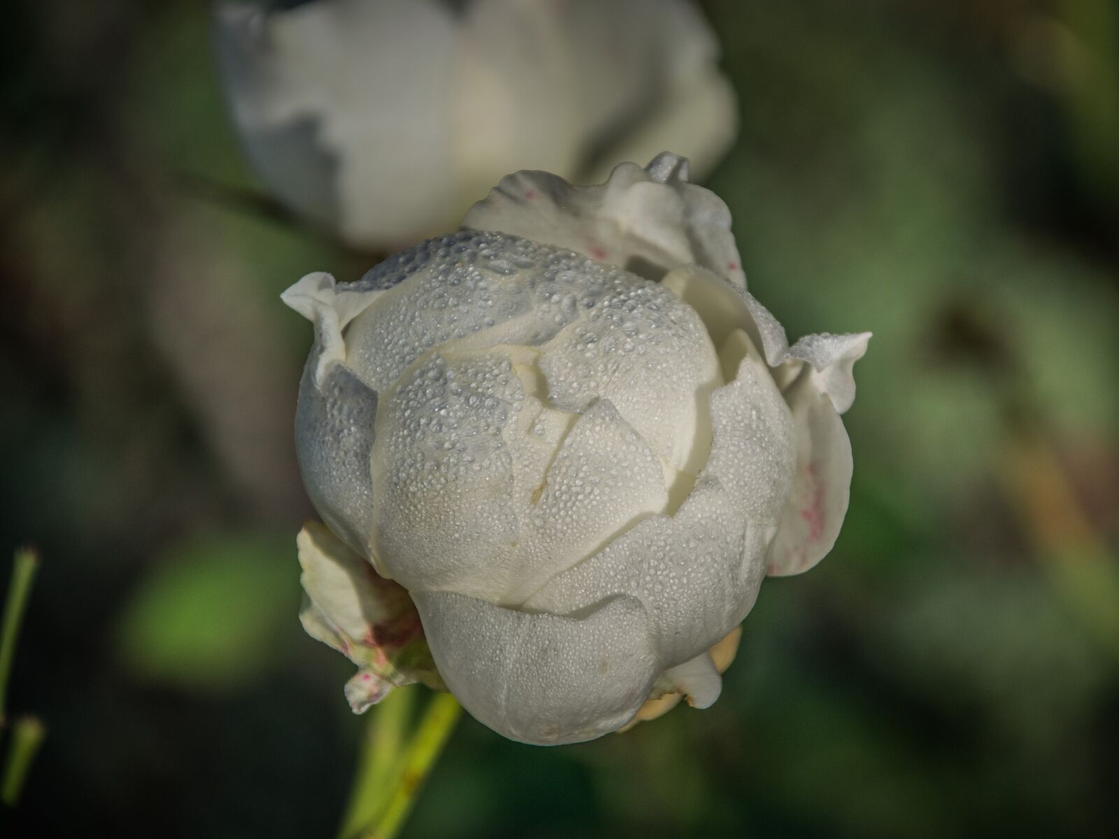 Nikon D5300 sample photo. Flower, rose, garden photography