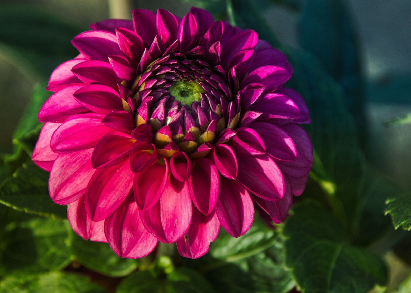 Canon EOS 200D (EOS Rebel SL2 / EOS Kiss X9) sample photo. Dahlia, beauty, autumn photography