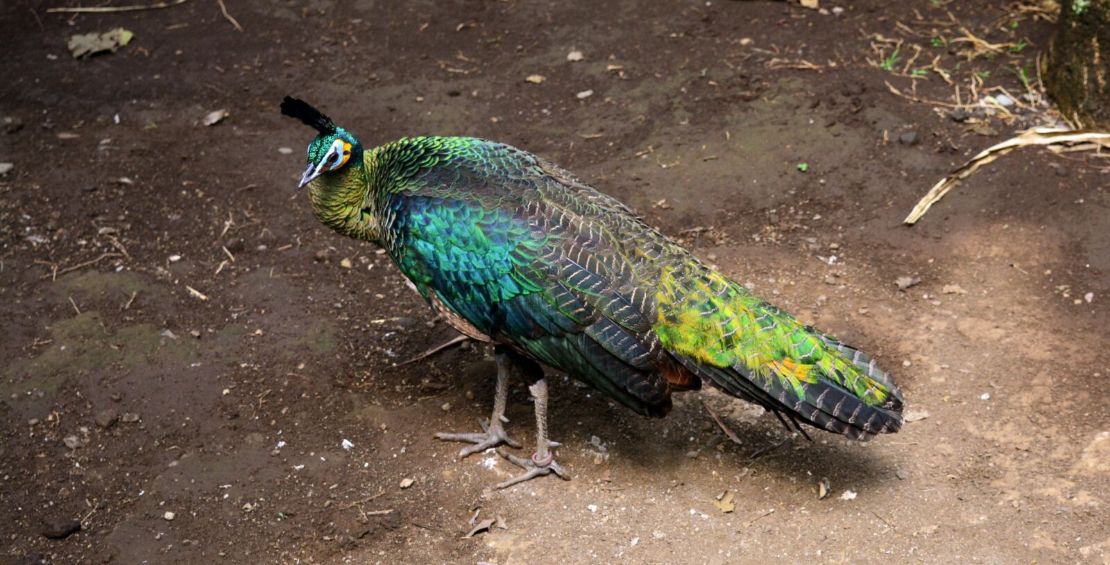 Nikon D5200 sample photo. Peacock, bird, colorful photography