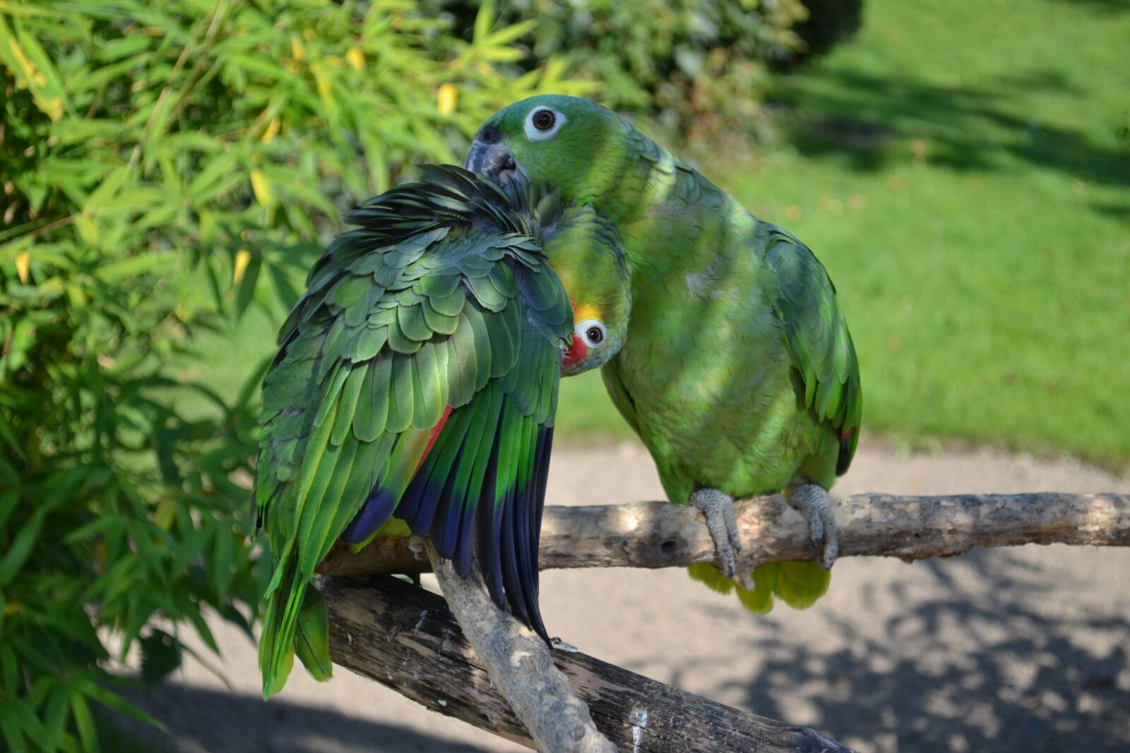 Nikon D3100 sample photo. Parrot, bird park detmold photography