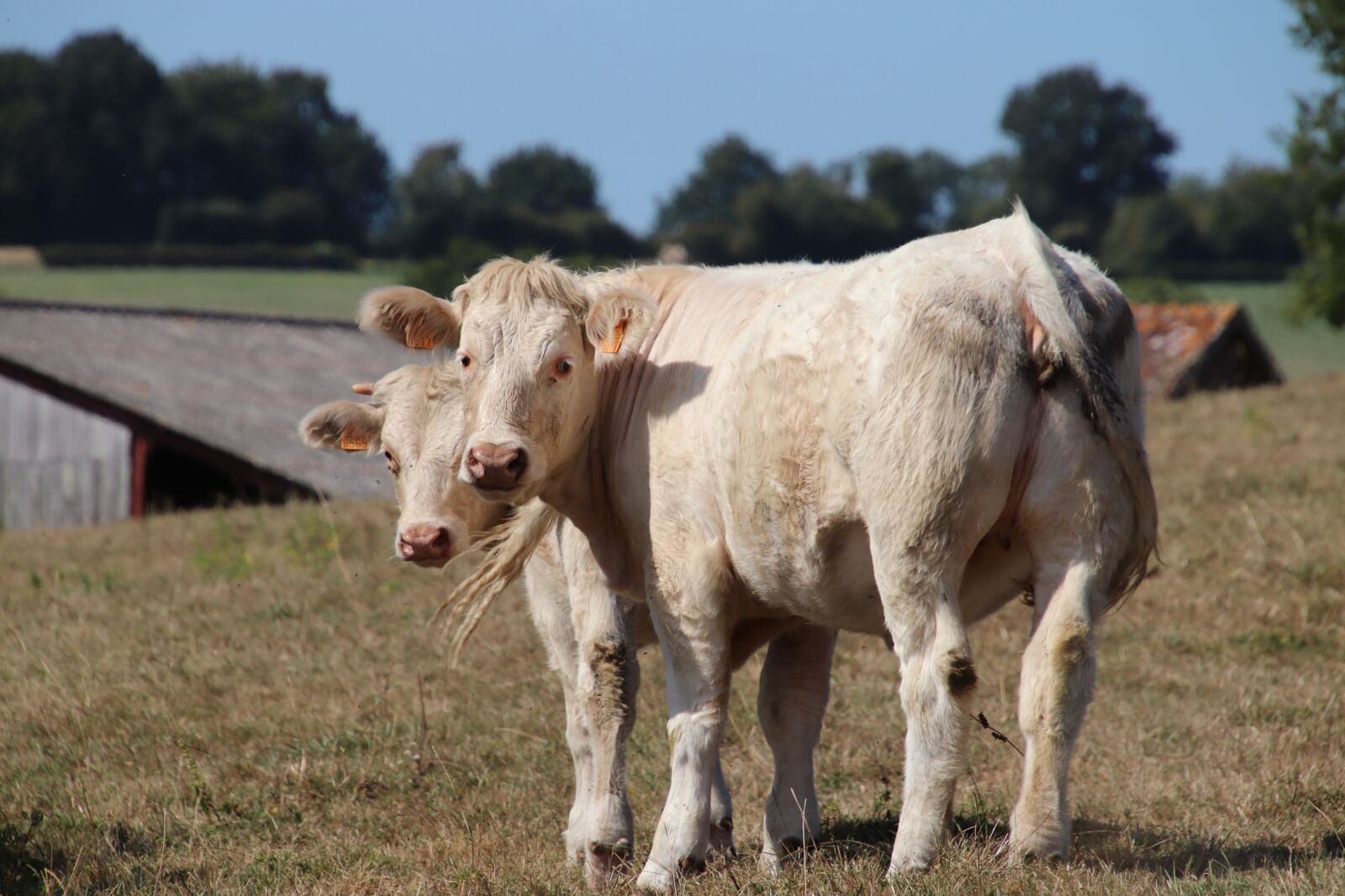 Canon EOS 800D (EOS Rebel T7i / EOS Kiss X9i) sample photo. Cows, cream color, ruminants photography
