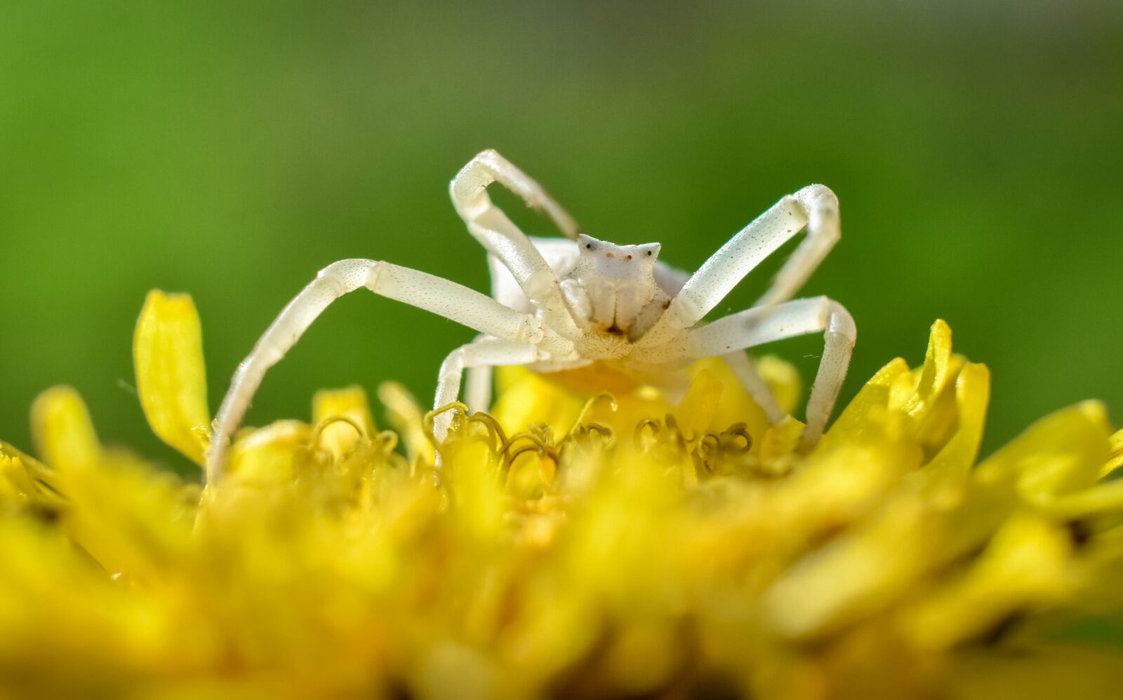 Nikon D7200 sample photo. Spider, insect, macro photography