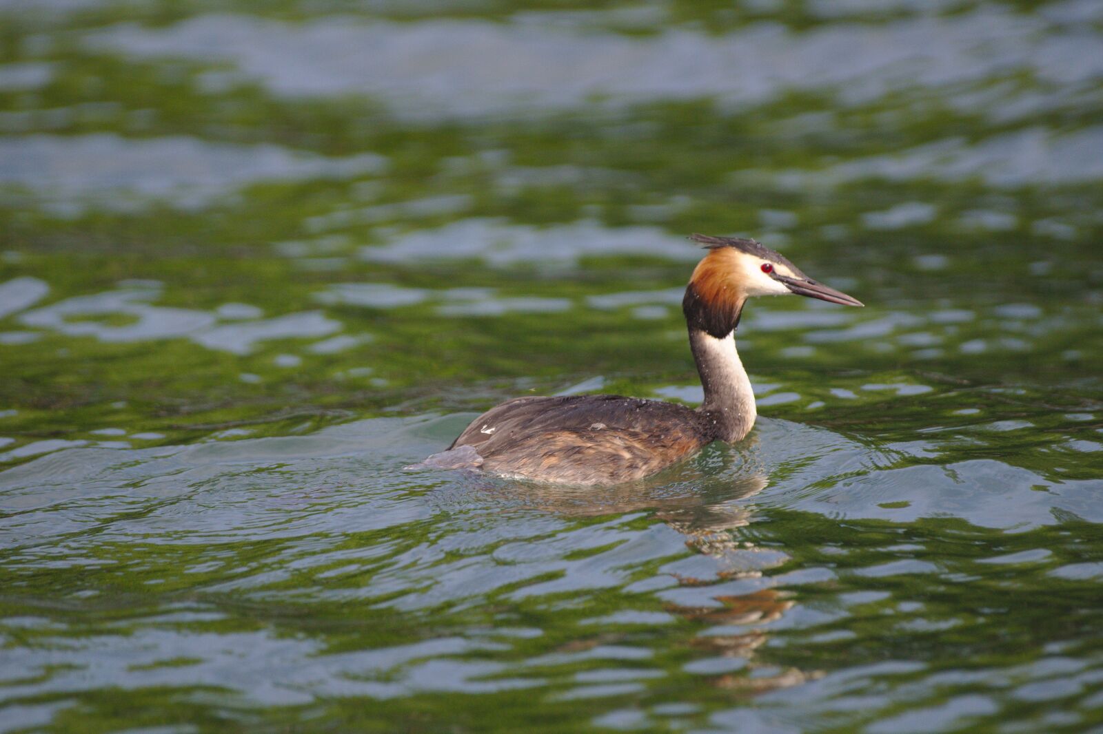 Canon EOS 1200D (EOS Rebel T5 / EOS Kiss X70 / EOS Hi) sample photo. Water, animal, aquatic animal photography