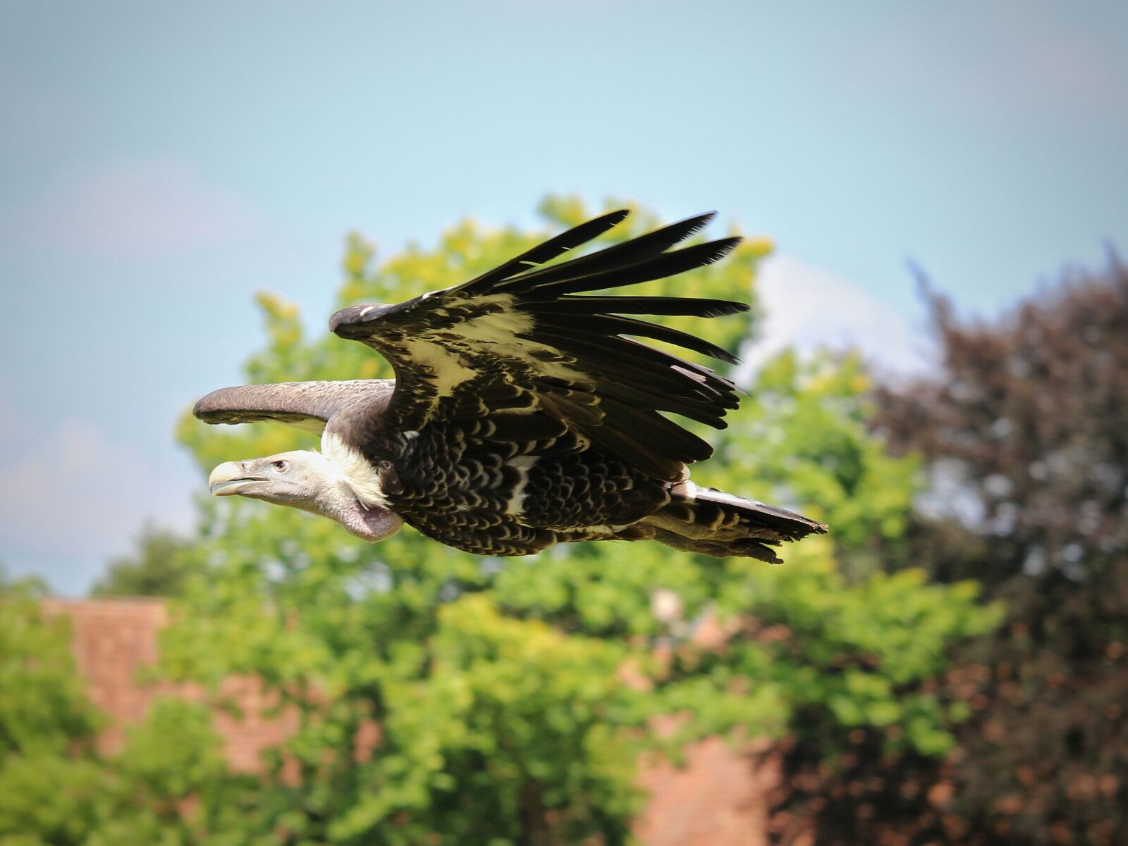 Canon EOS 1300D (EOS Rebel T6 / EOS Kiss X80) sample photo. Vulture, raptor, flight photography