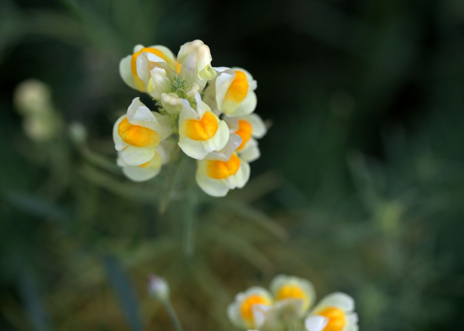 Canon EOS 7D Mark II sample photo. Flower, yellow, wild photography