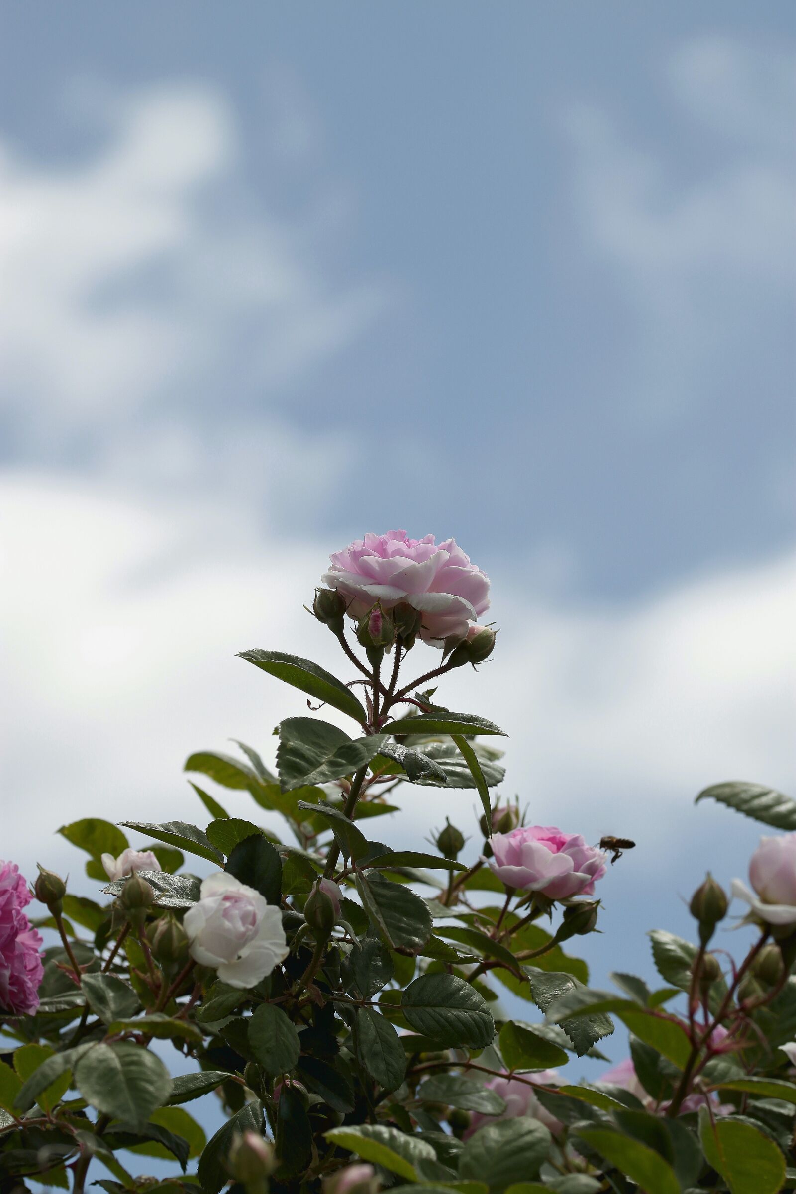 Canon EOS 500D (EOS Rebel T1i / EOS Kiss X3) sample photo. Flower, nature, plant photography