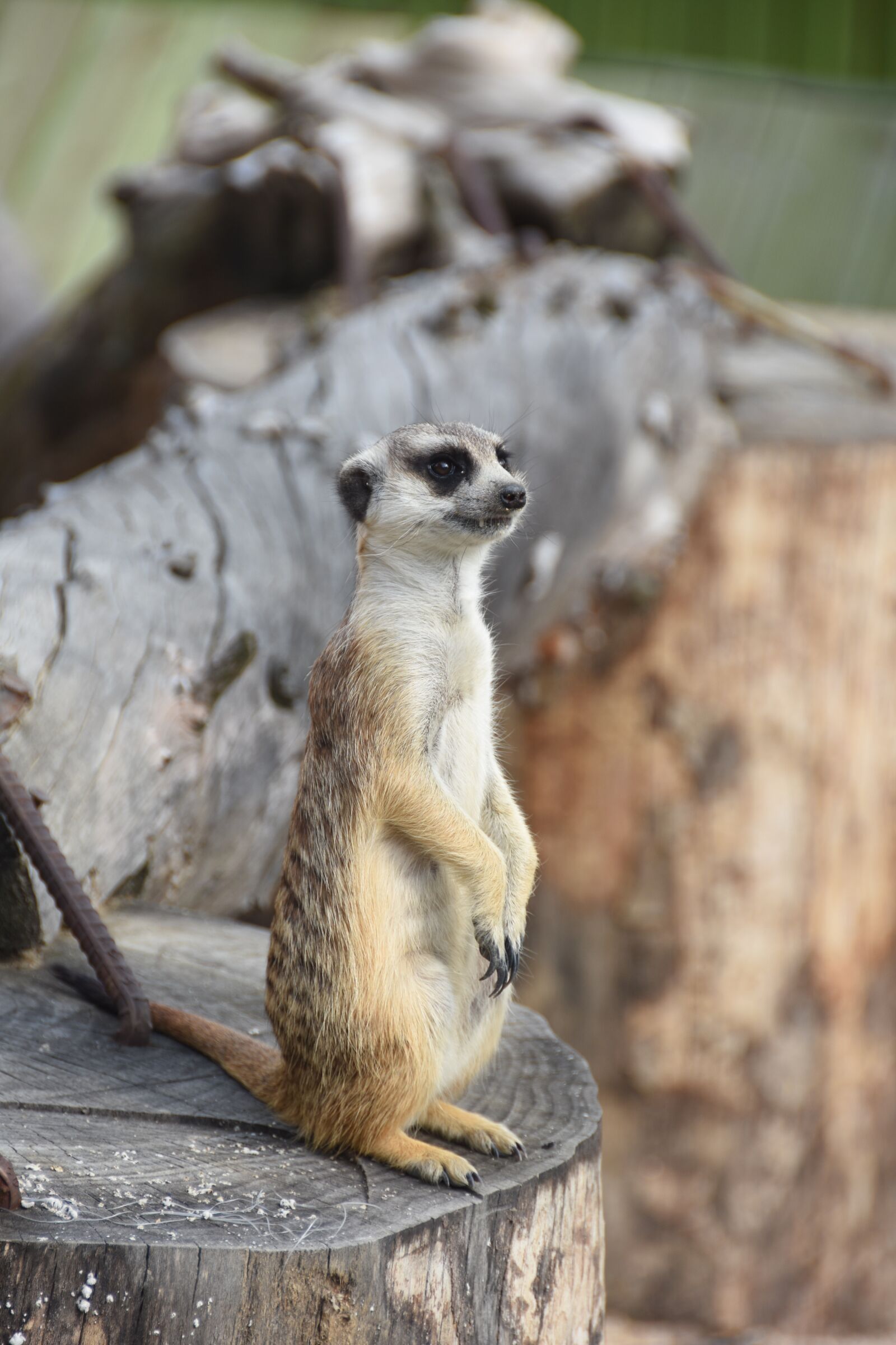 Nikon D7200 sample photo. Animal, the spectator, u photography