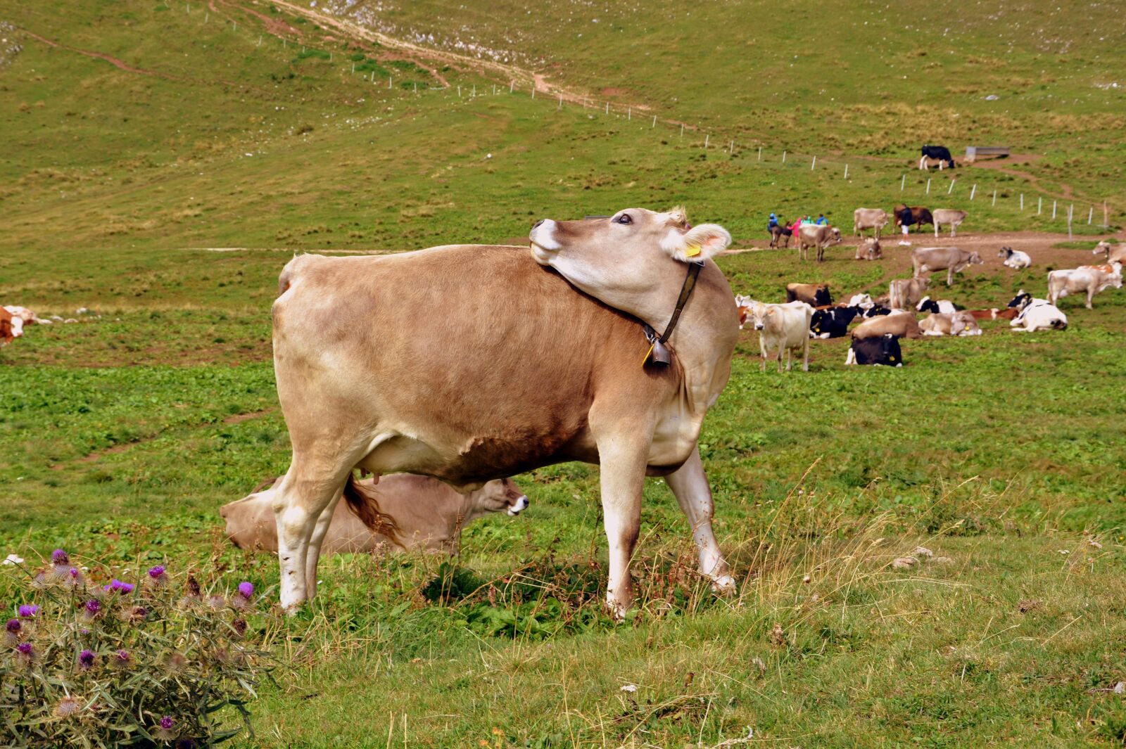 Nikon D7100 sample photo. Cow, prato, mountain photography