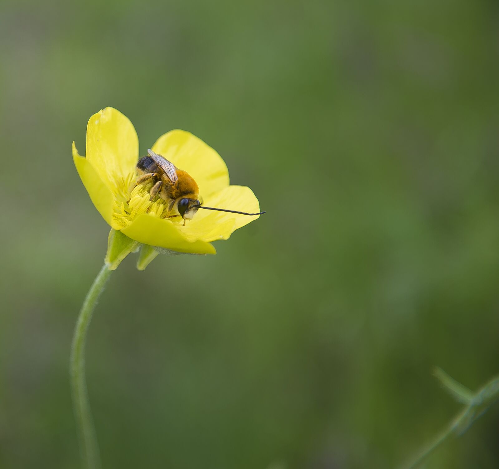 Nikon D610 sample photo. Nature, flower, insect photography