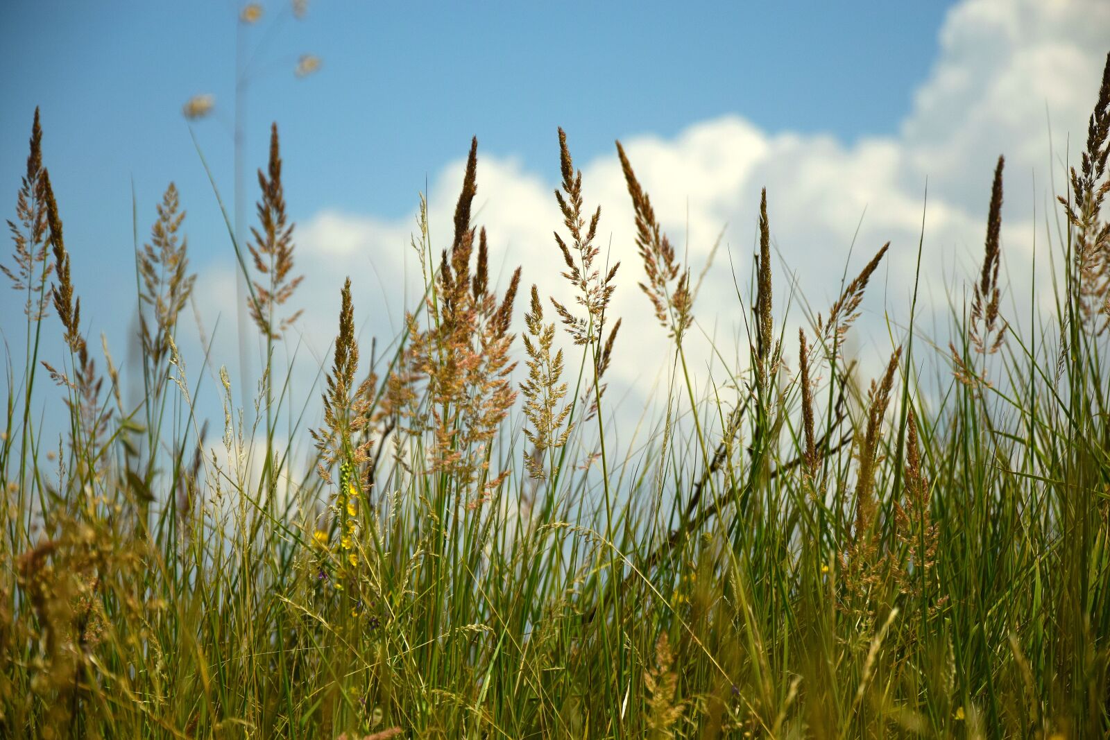 Nikon D3300 sample photo. Field, wheatfield, эeleno photography