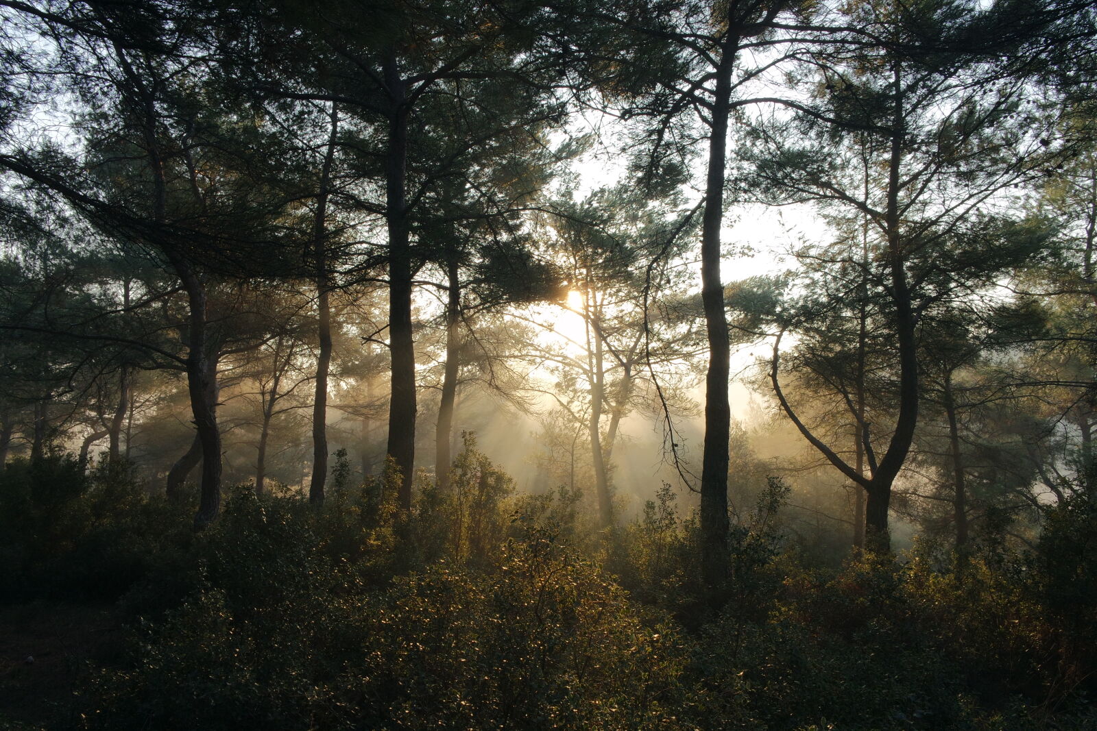 Samsung NX mini sample photo. Sunset, forest, trees, bushes photography