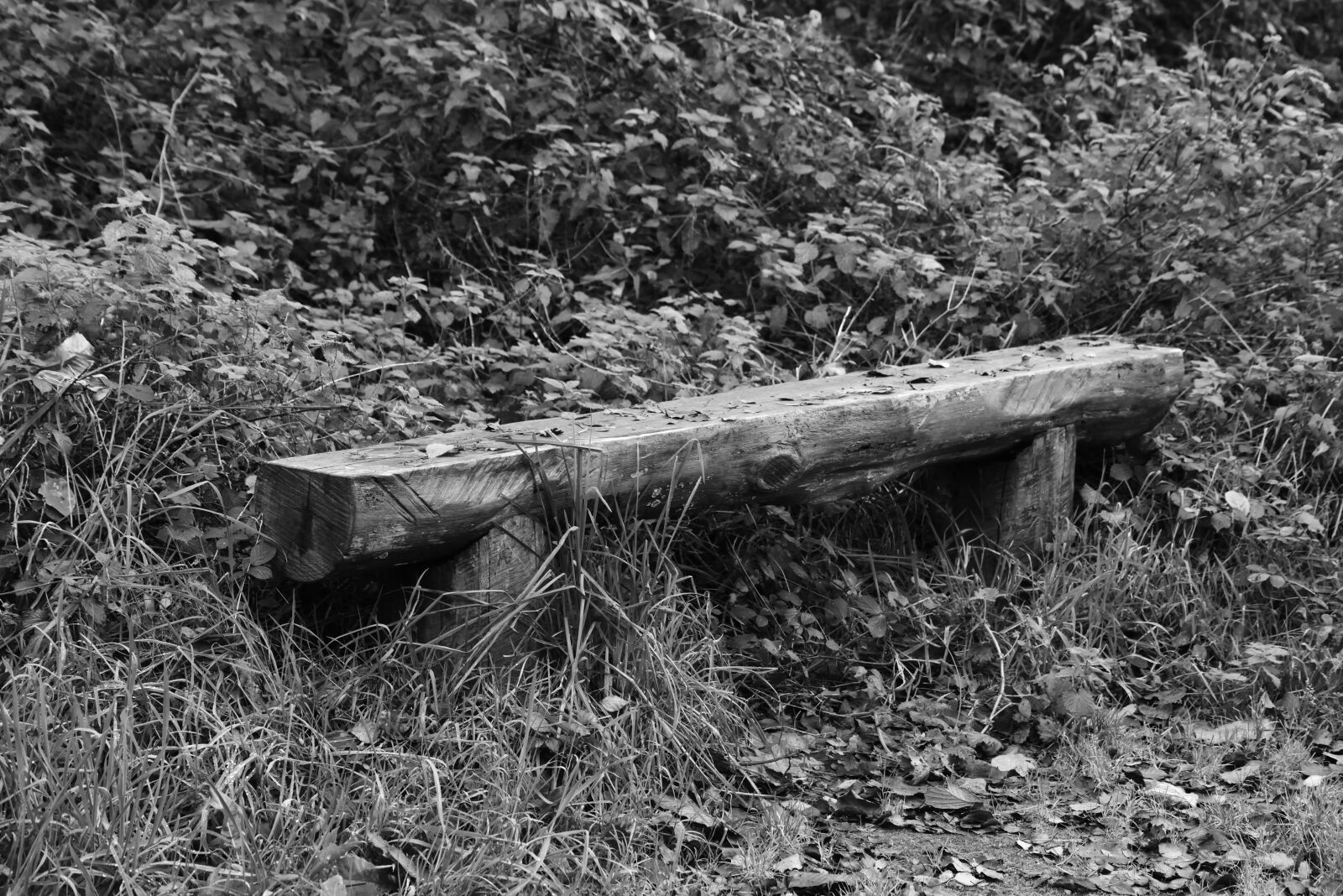 Nikon D610 sample photo. Nature, outdoor, wood photography