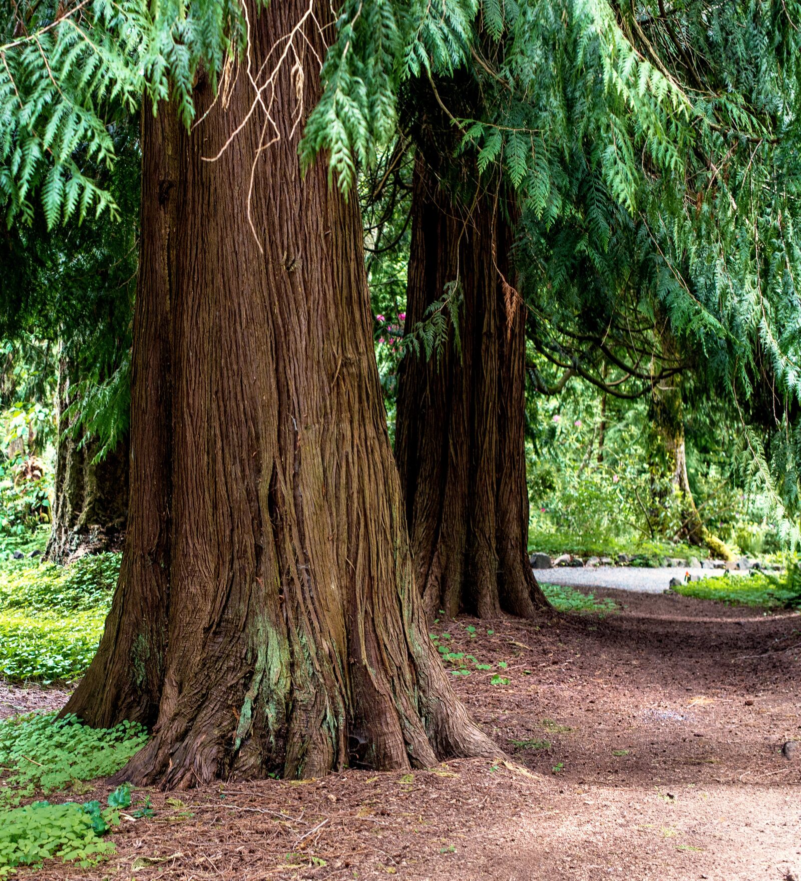 Nikon D610 sample photo. Path through the cedars photography