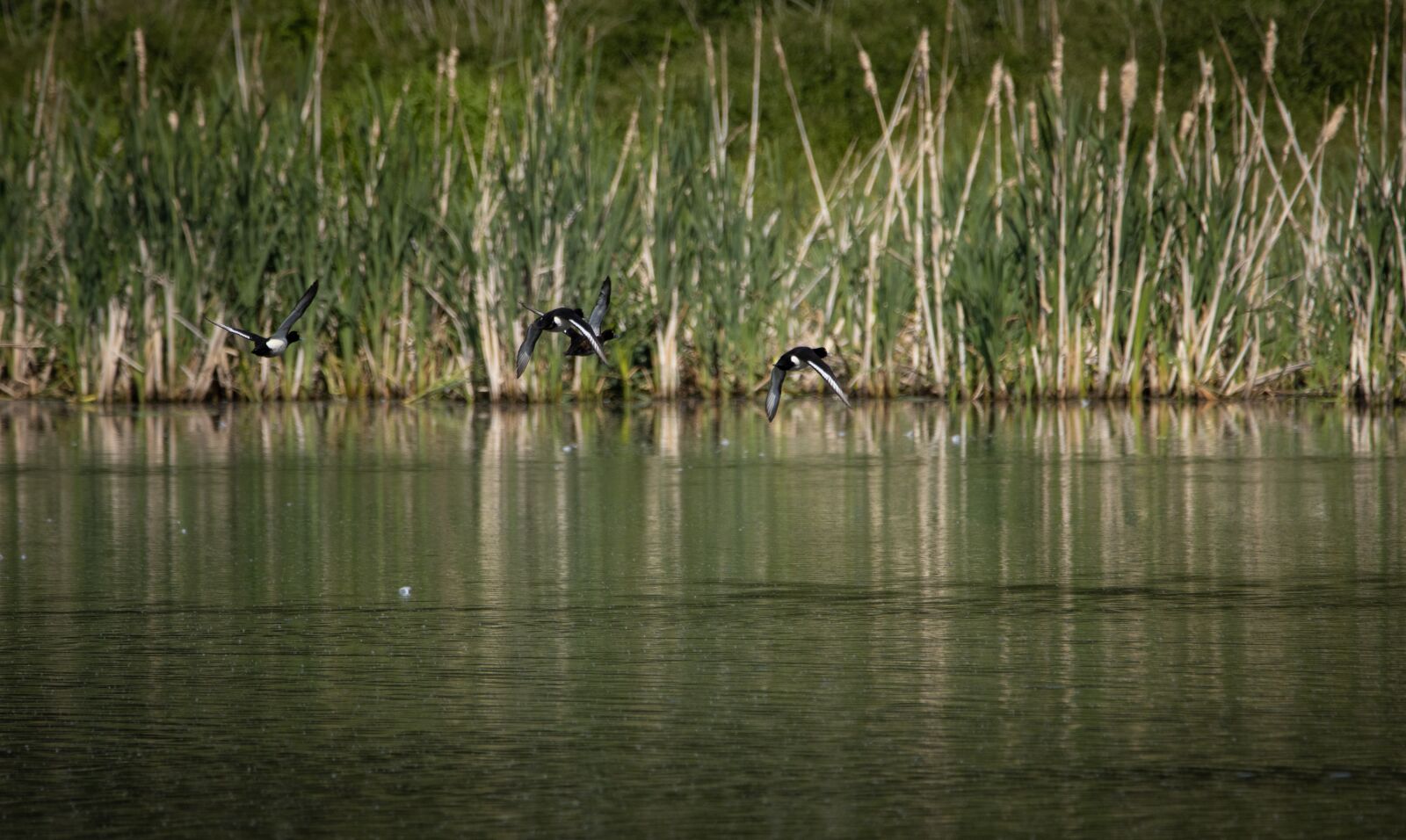 Canon EOS 90D sample photo. Tufted duck, flight, lake photography