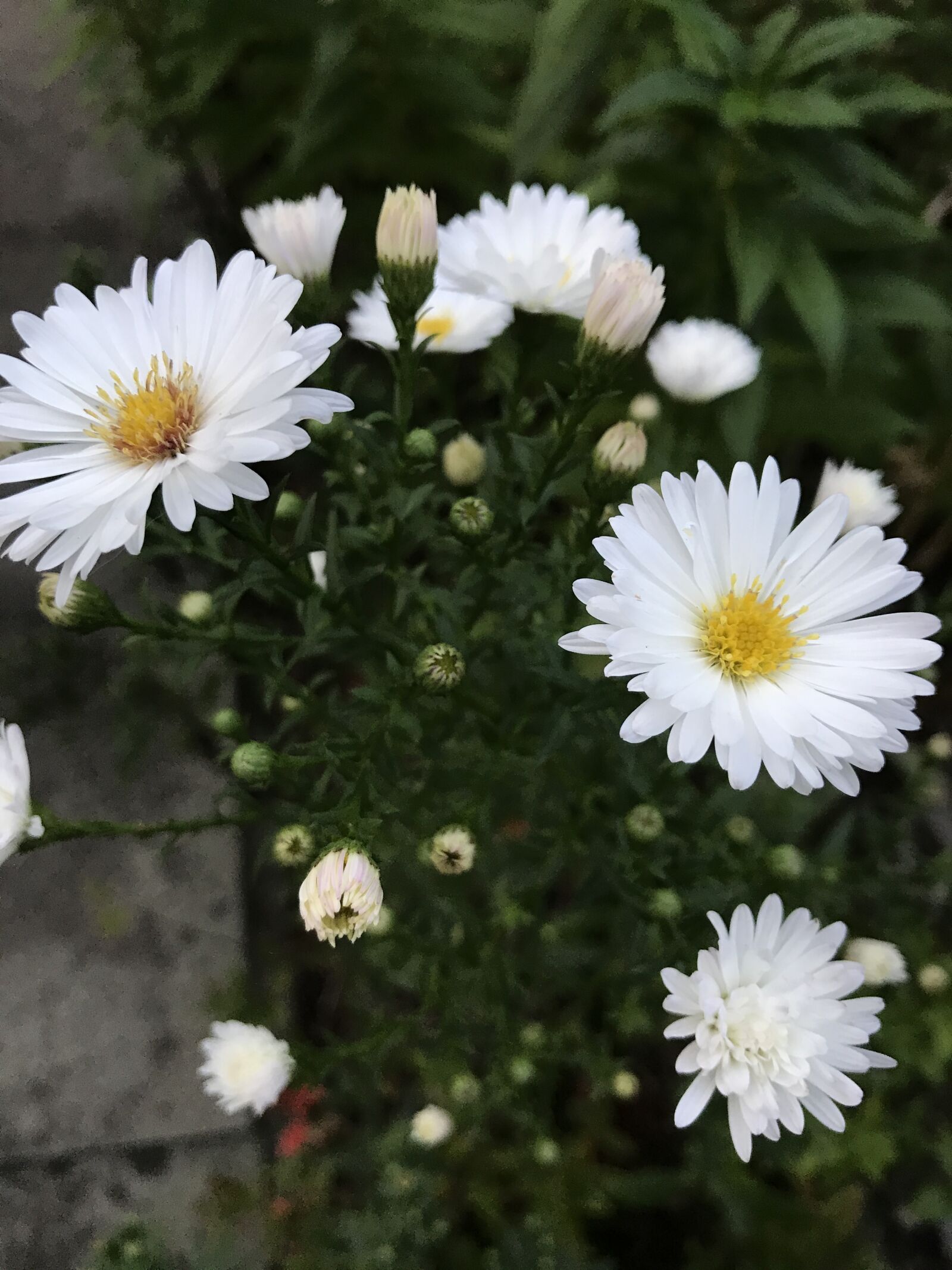 Apple iPhone 7 sample photo. White aster, autumn flower photography