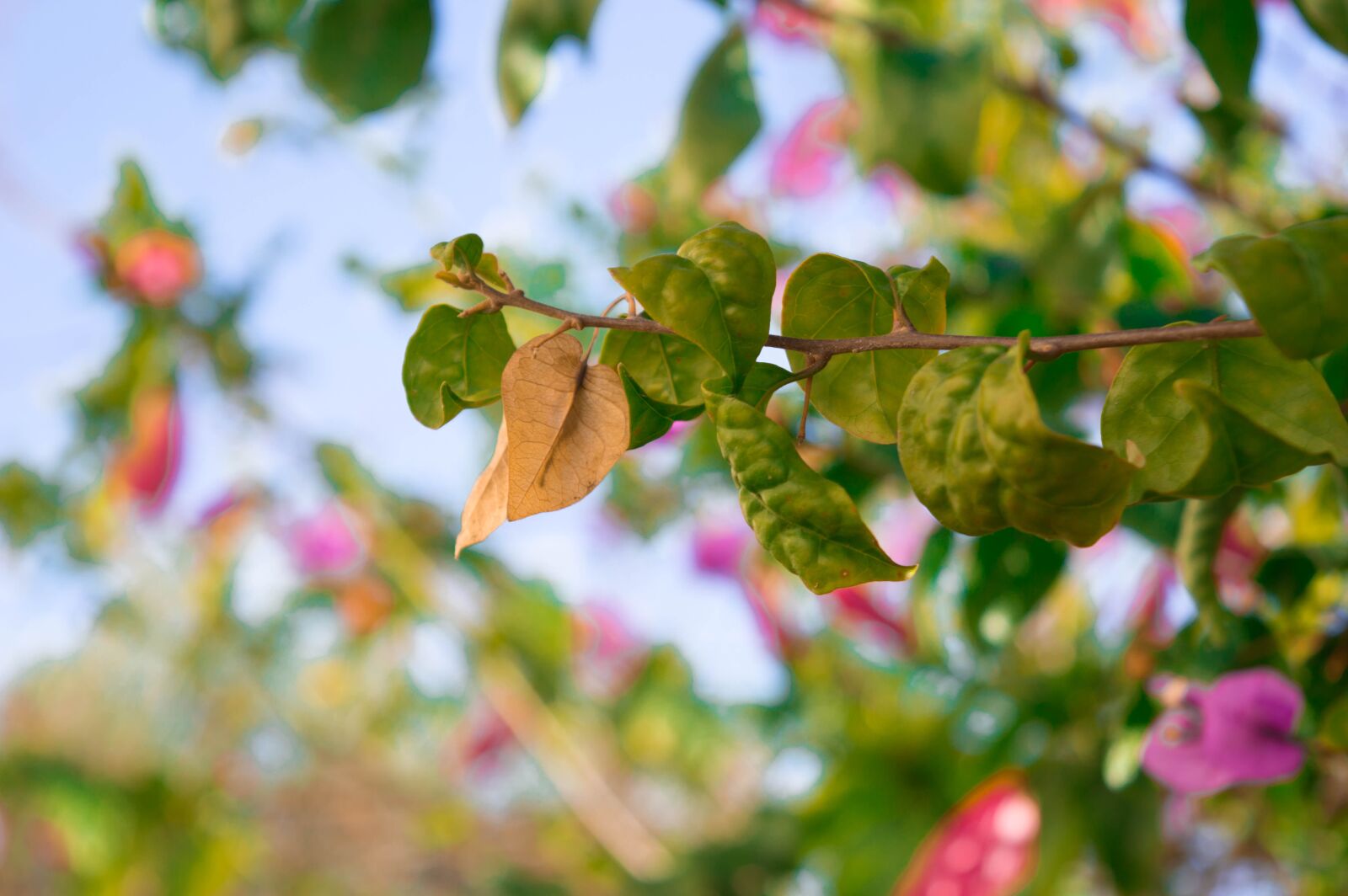 Nikon D3200 sample photo. Flower, nature, green photography