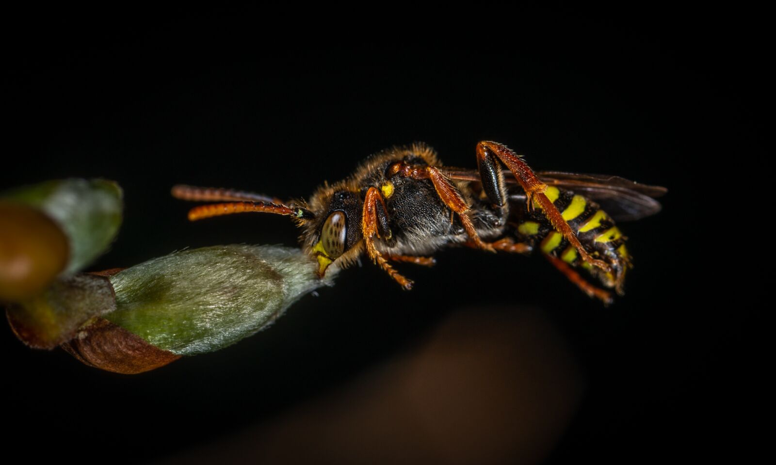#124 65/2.8 sample photo. Insect, nature, living nature photography