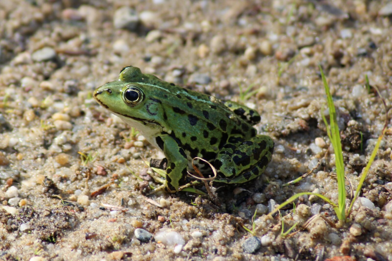 Canon EOS 600D (Rebel EOS T3i / EOS Kiss X5) sample photo. Frog, amphibian, green photography