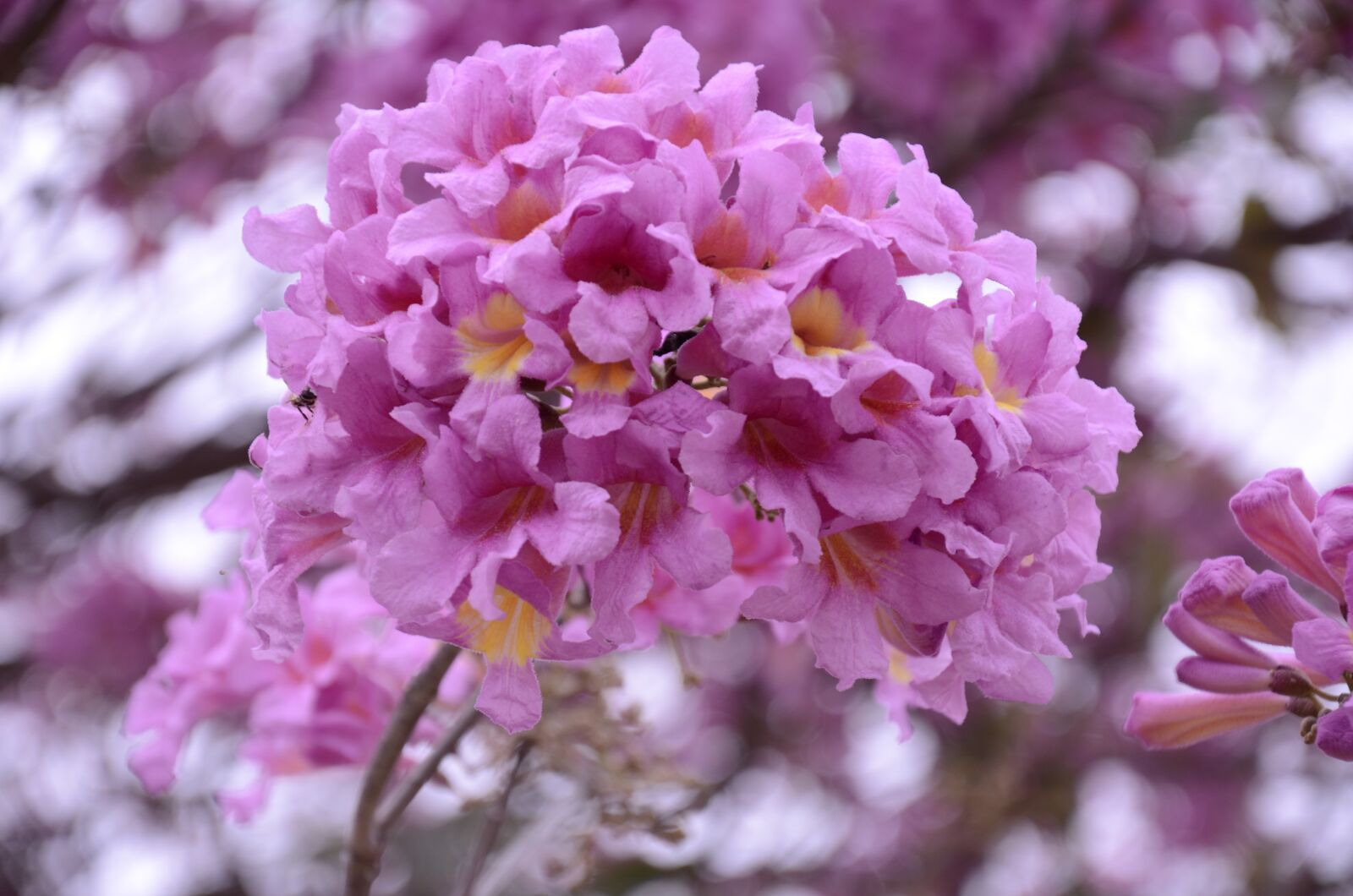 Nikon D7000 sample photo. Flowers, ipê, purple photography